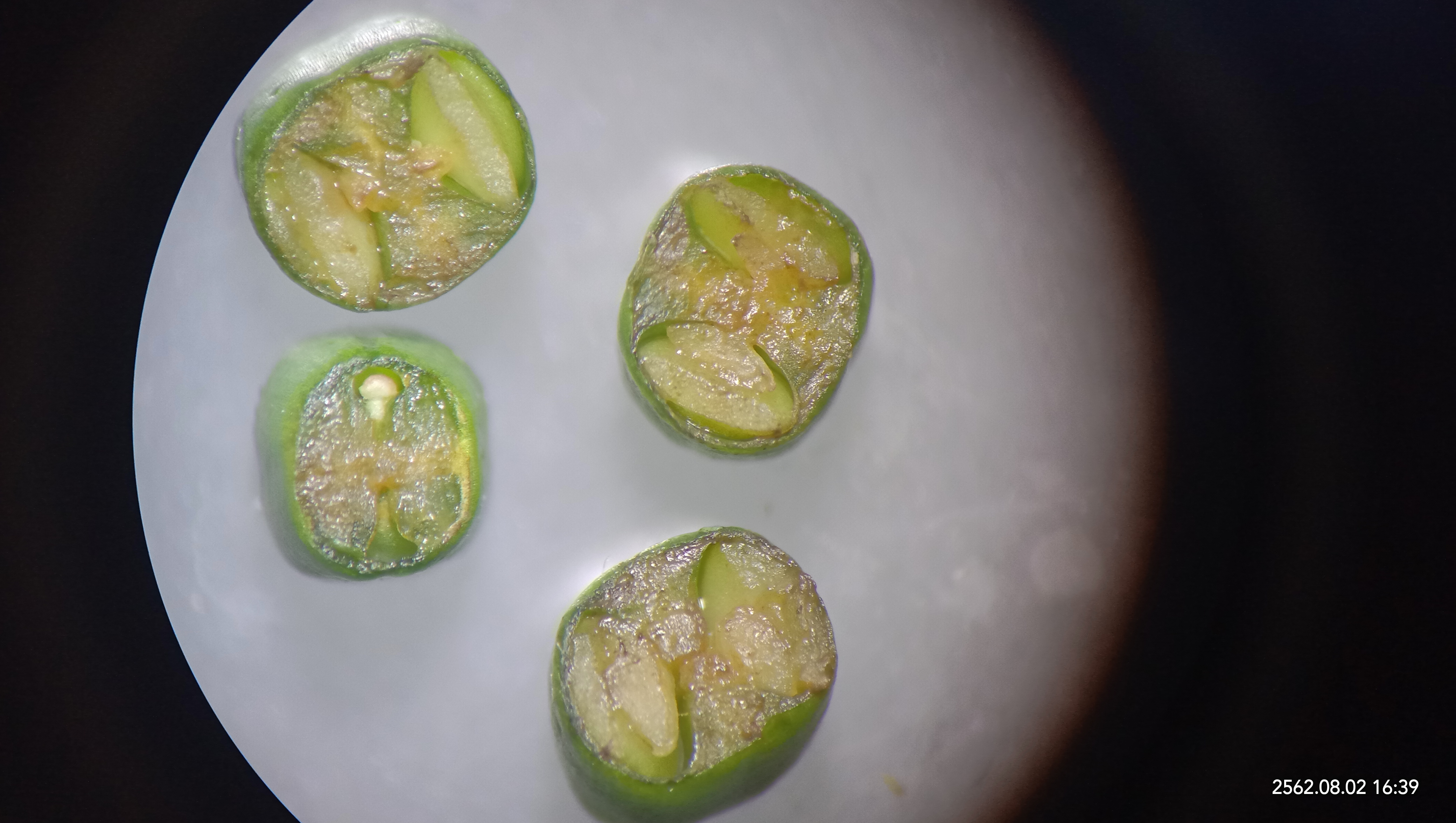 Minnieroot, fever root, snapdragon root leaf identification view