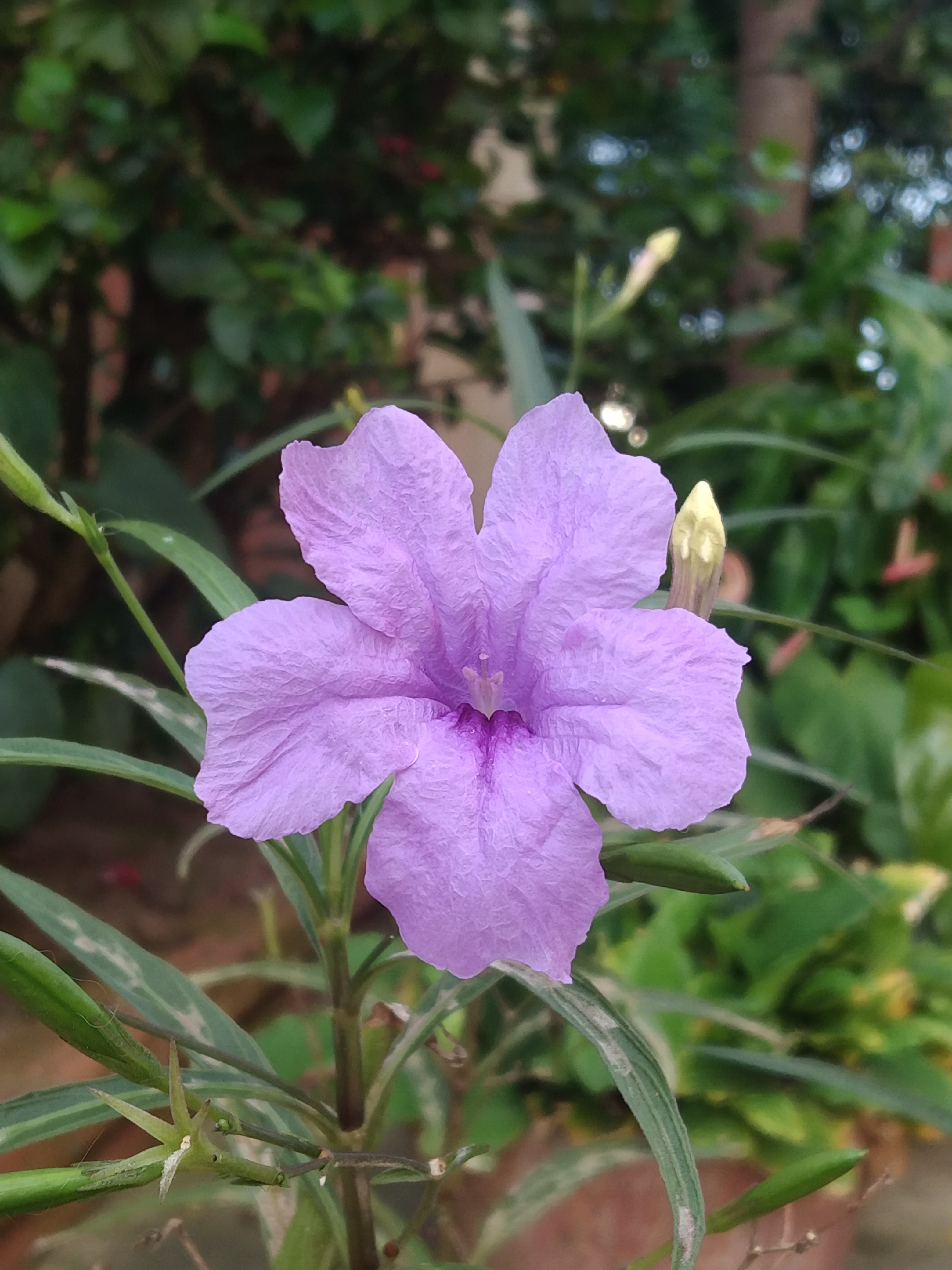 Minnieroot, fever root, snapdragon root stem identification view