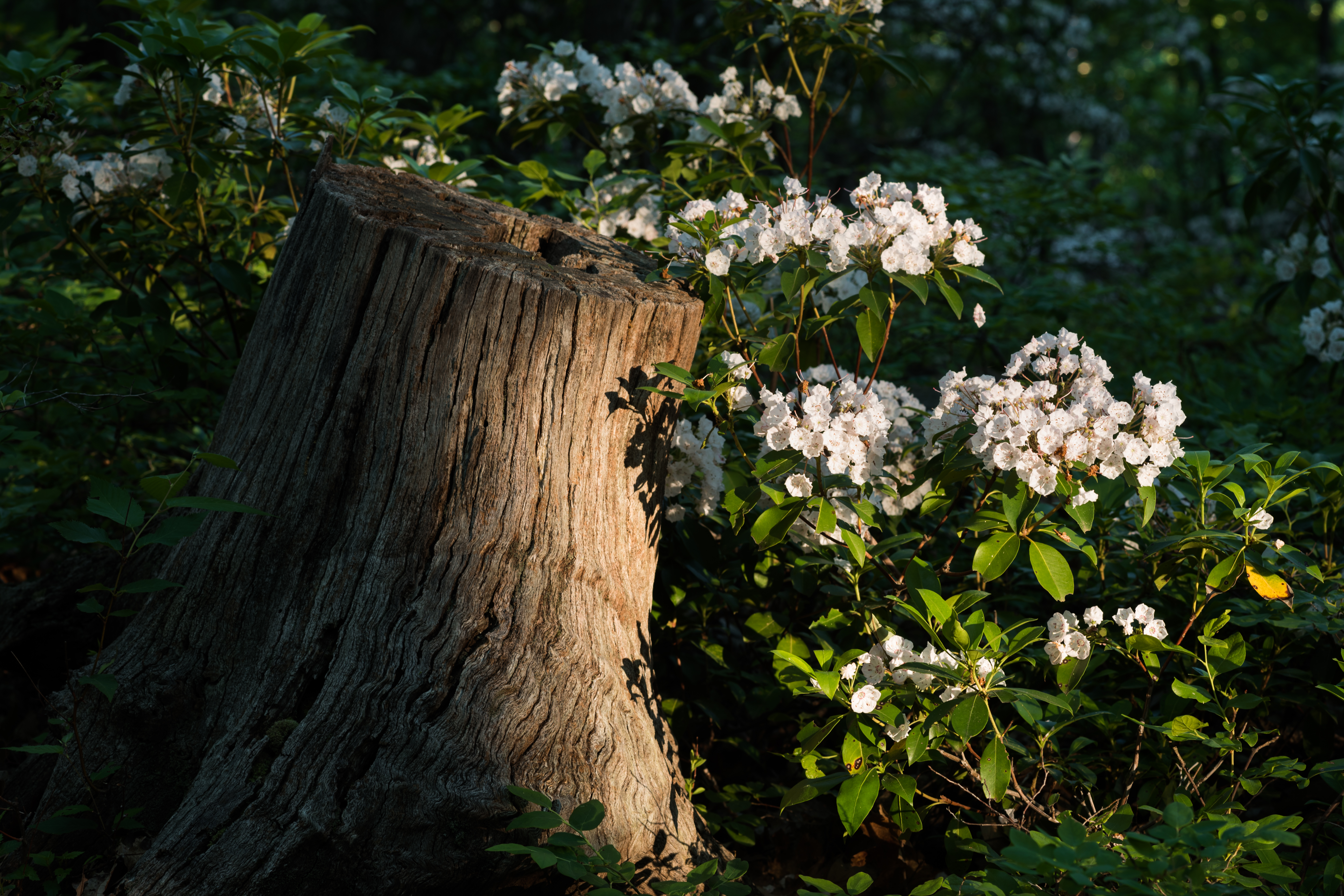 Mountain Laurel flower identification view