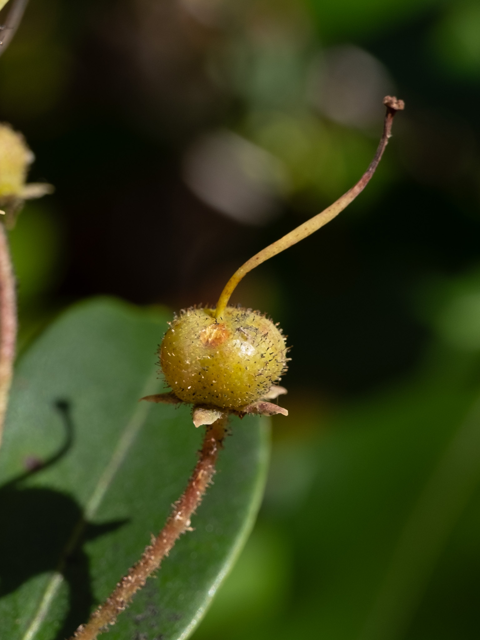Mountain Laurel fruit identification view