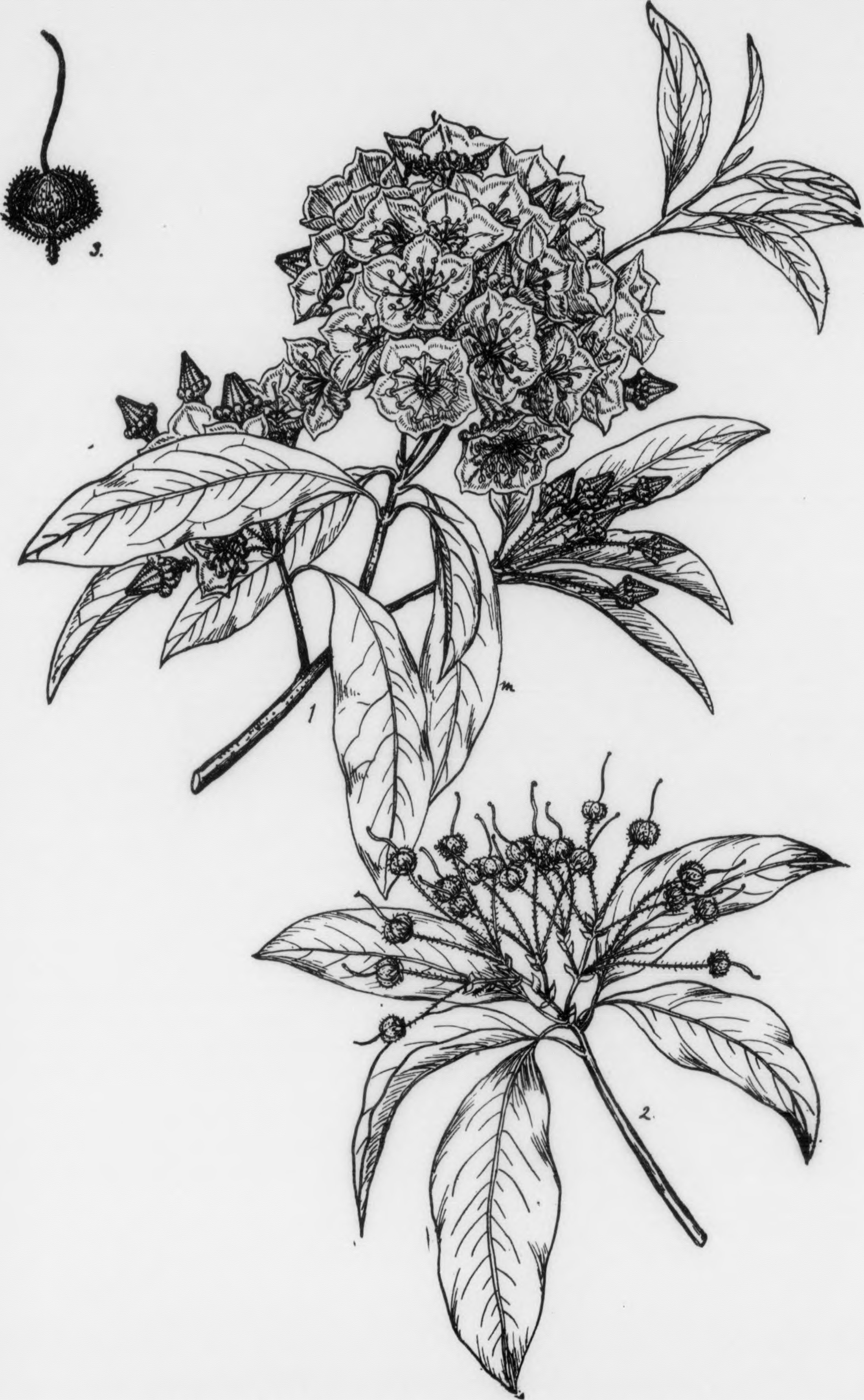 Mountain Laurel leaf identification view