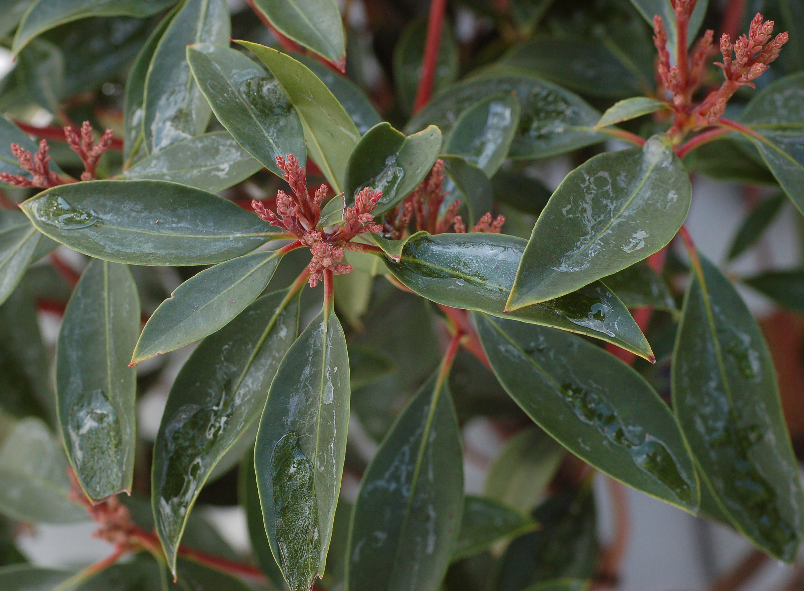 Mountain Laurel plant identification view