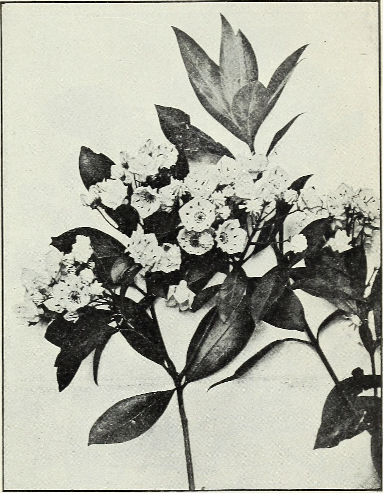 Mountain Laurel stem identification view