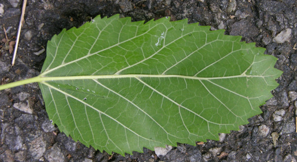 Mulberry leaf identification view