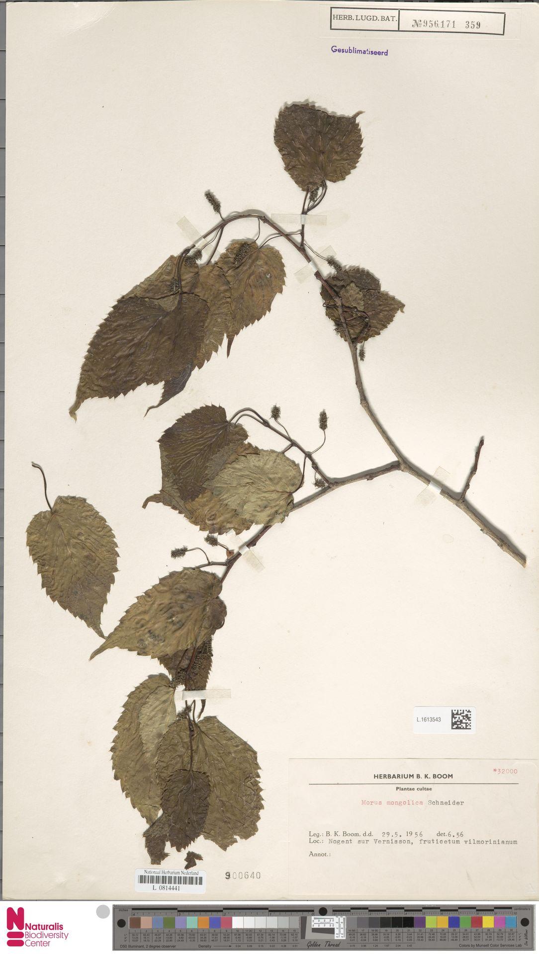 Mulberry stem identification view