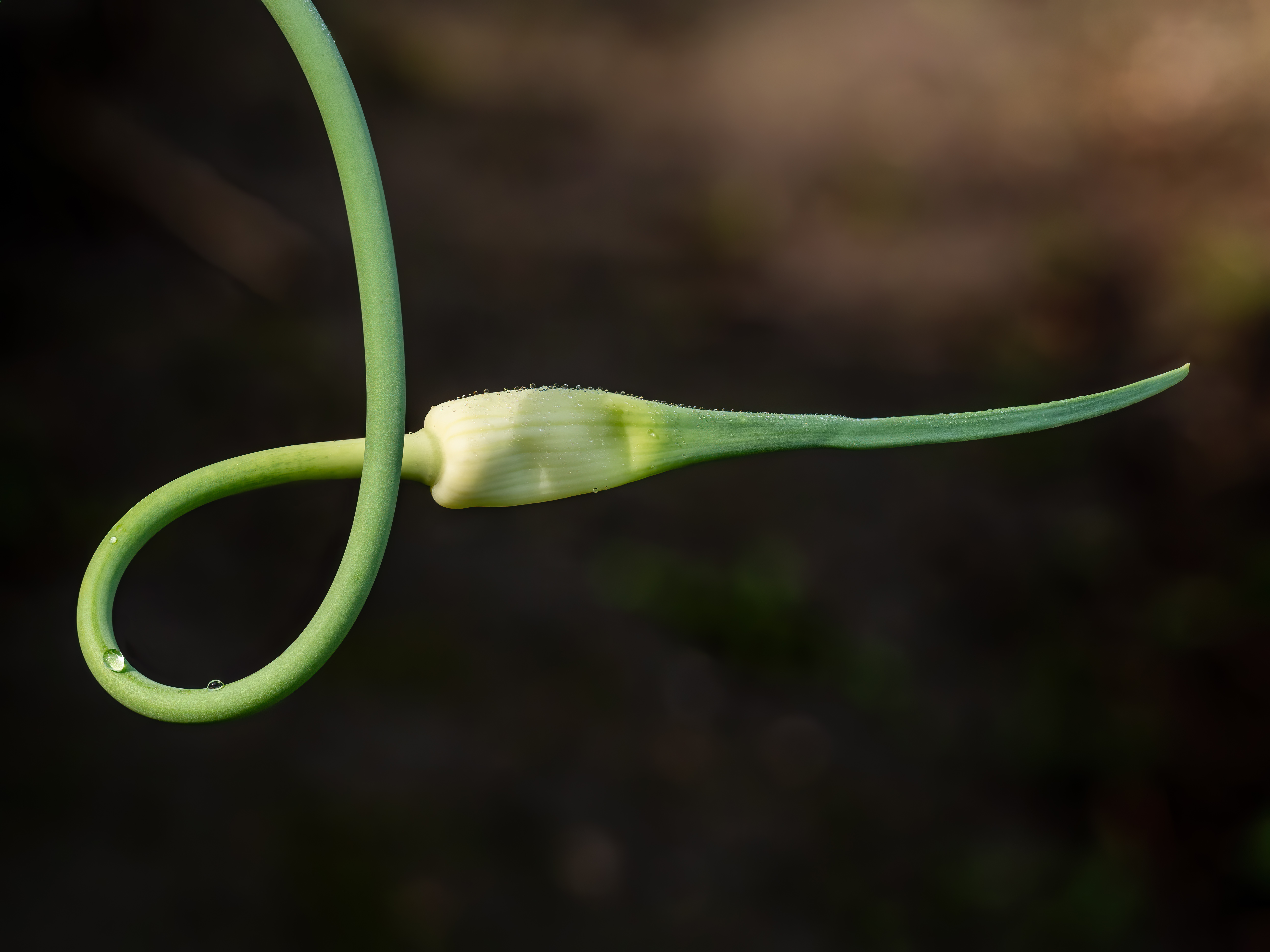 Chesnok Red Garlic flower identification view