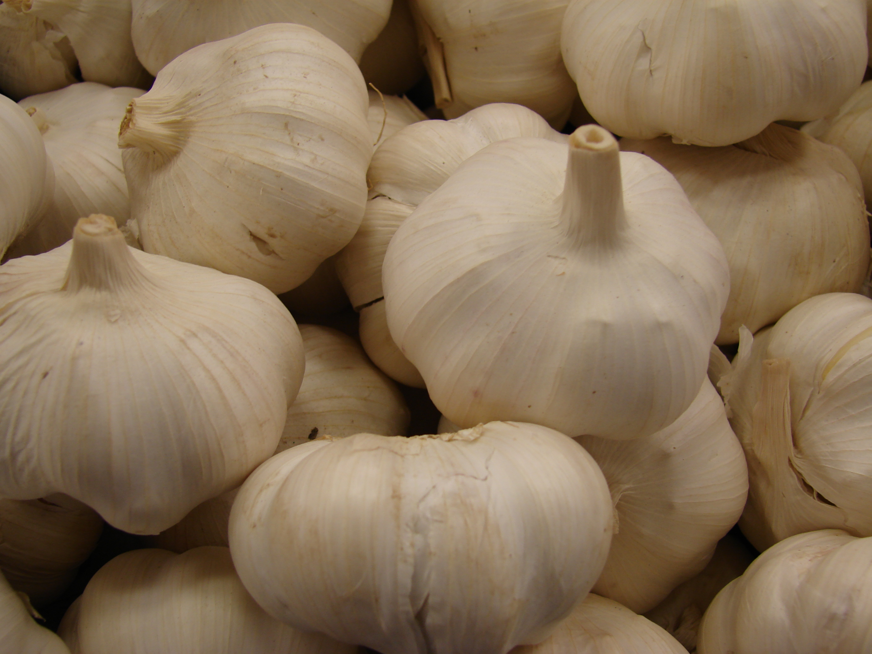 Chesnok Red Garlic fruit identification view