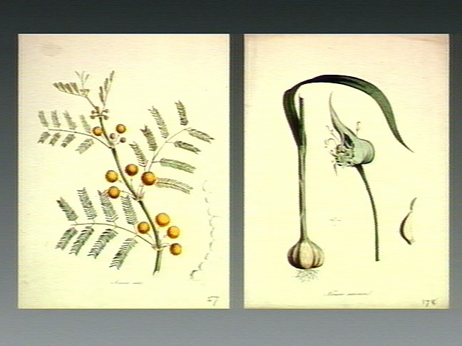 Chesnok Red Garlic stem identification view