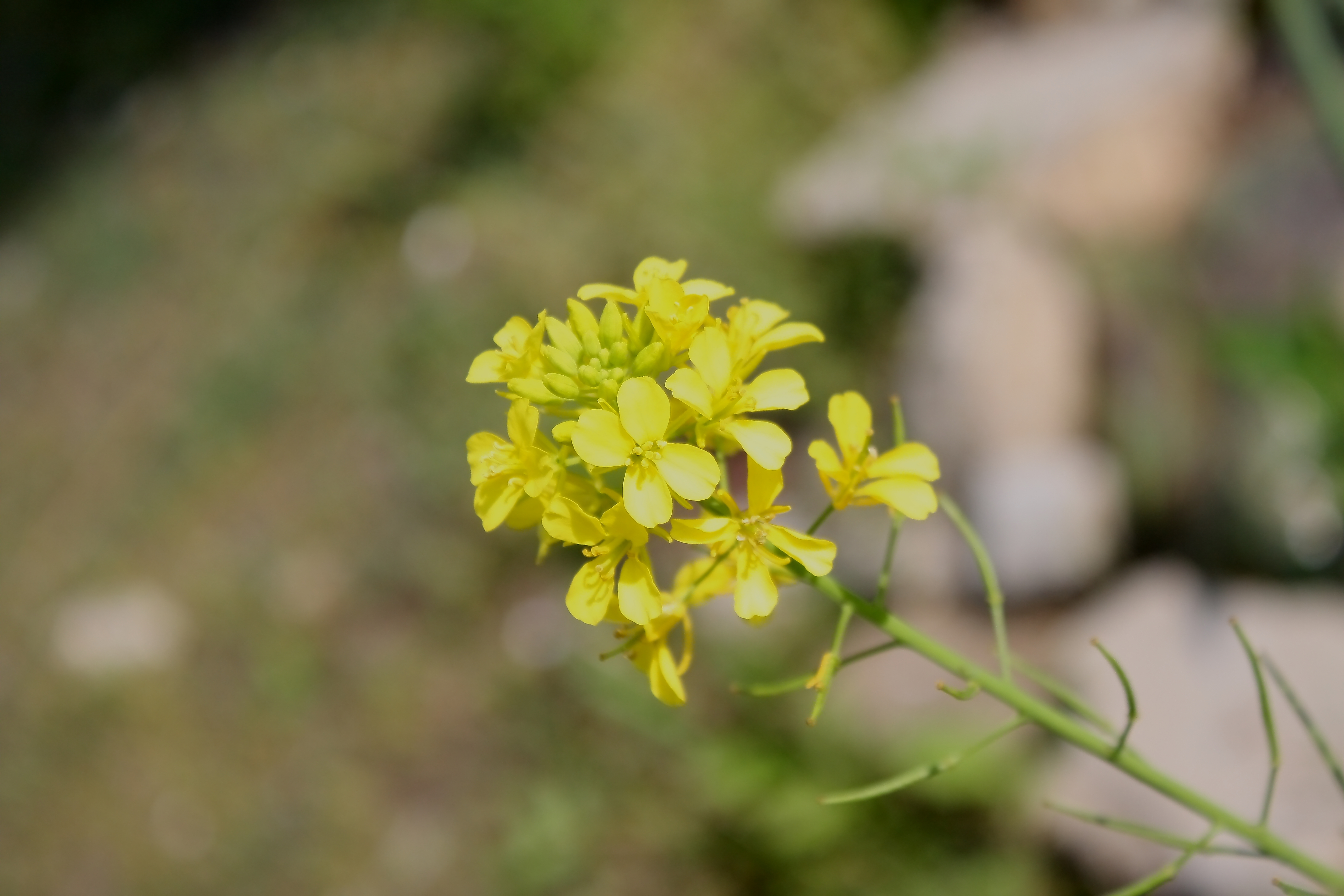 Mustard Greens flower identification view