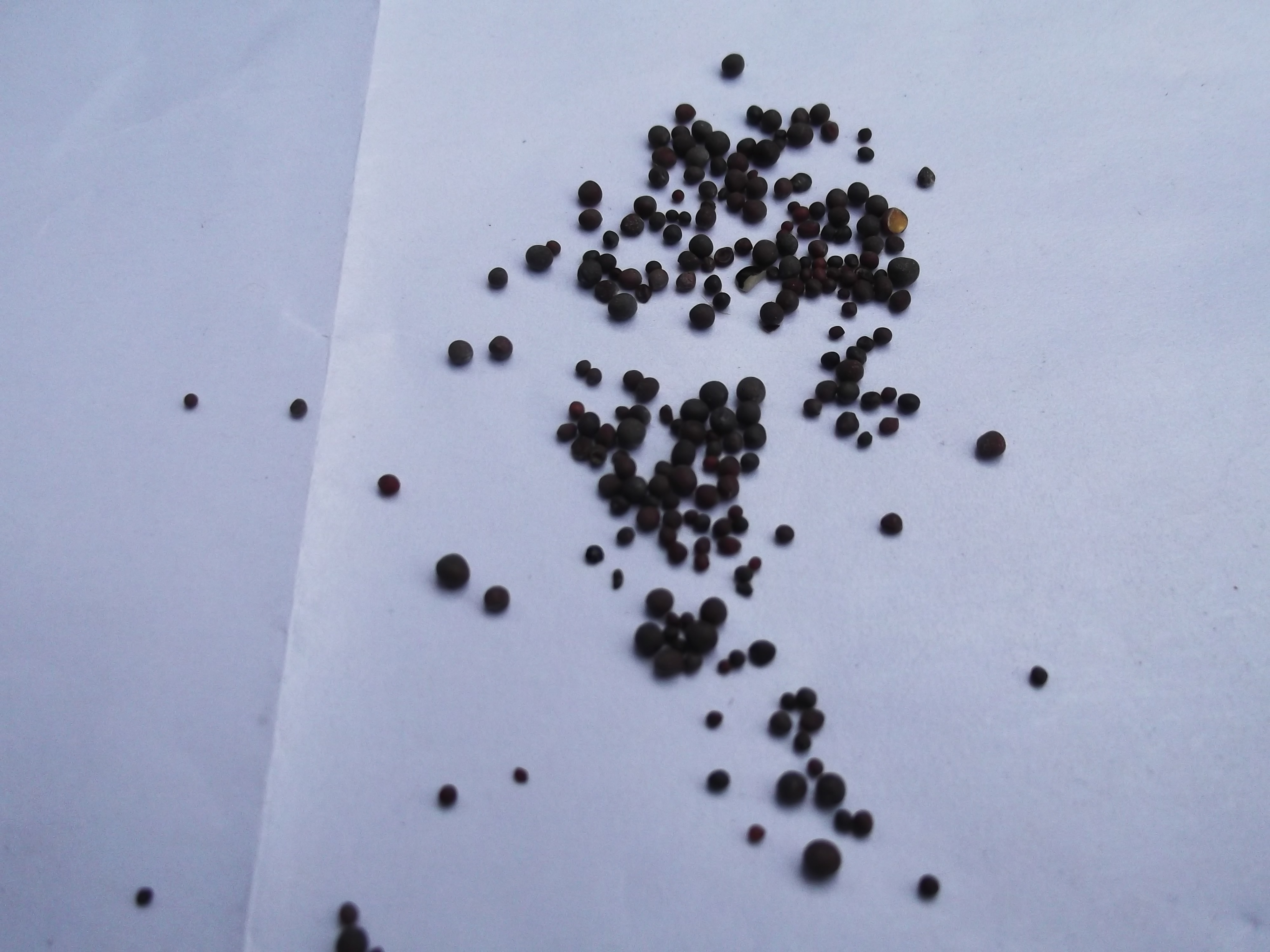 Mustard Greens fruit identification view