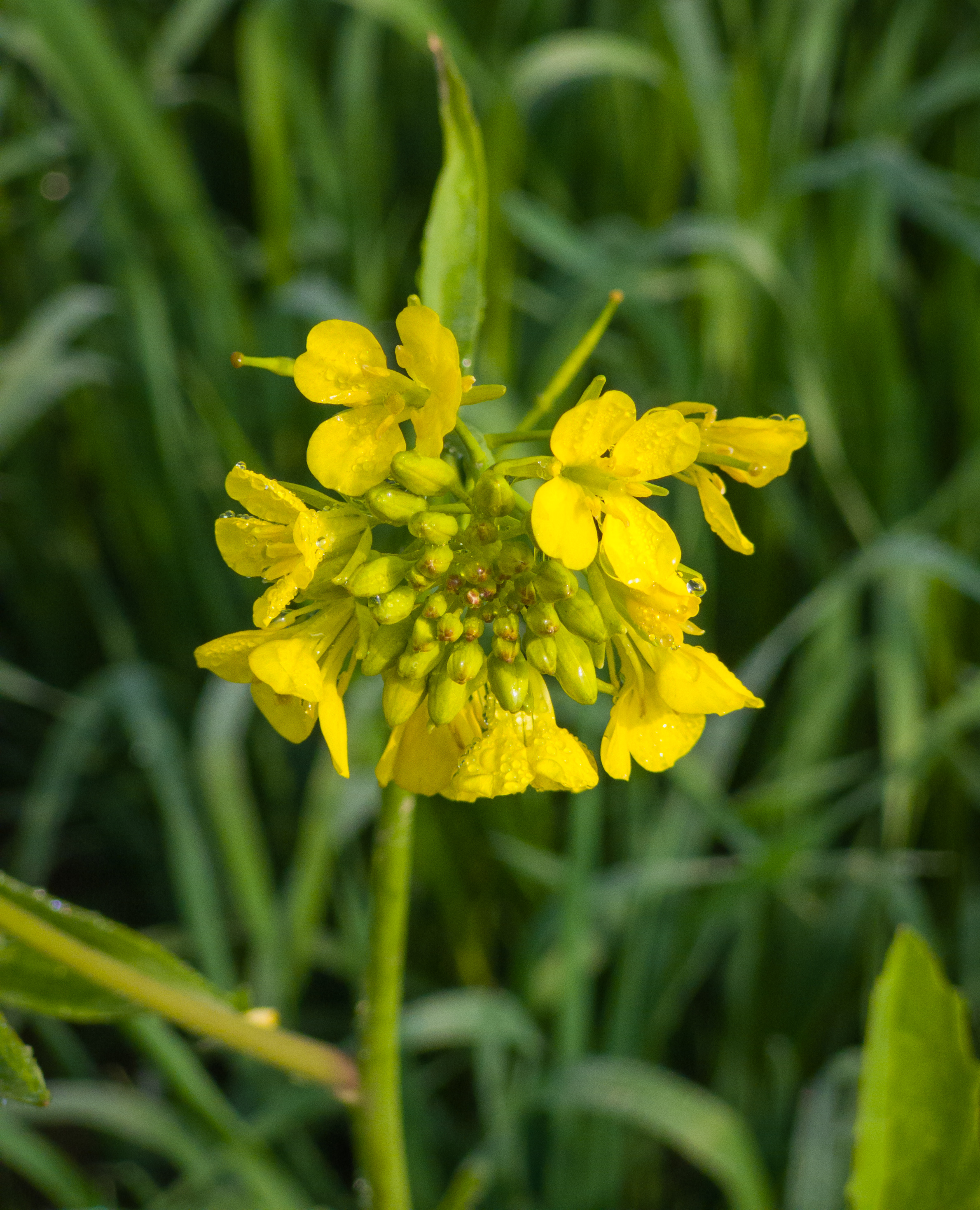 Mustard Greens plant identification view