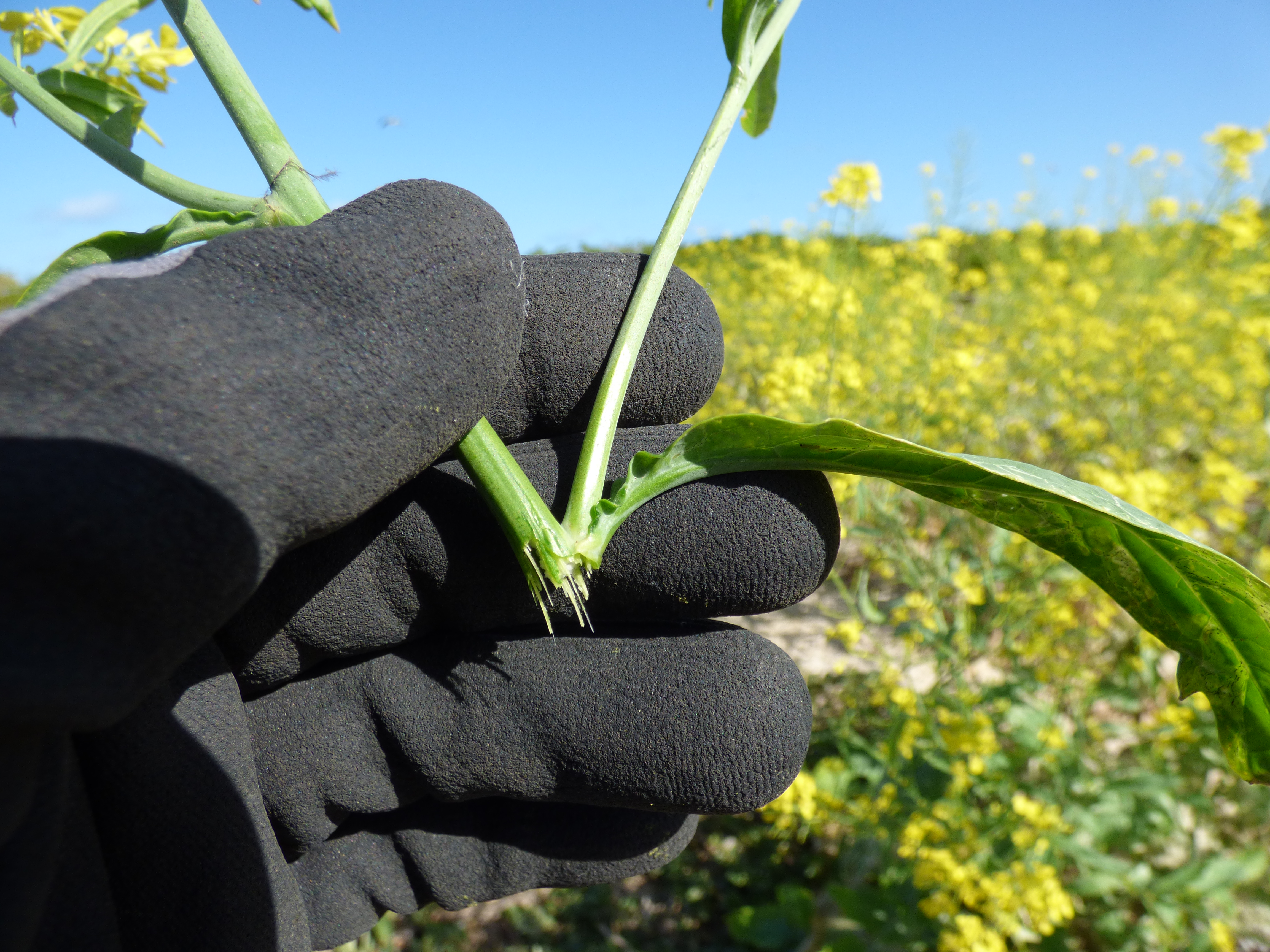 Mustard Greens stem identification view