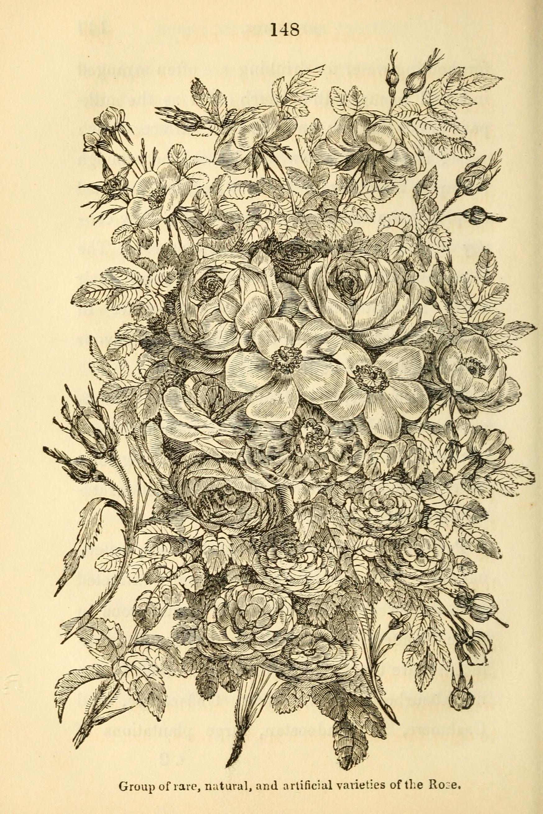 Myrrh flower identification view