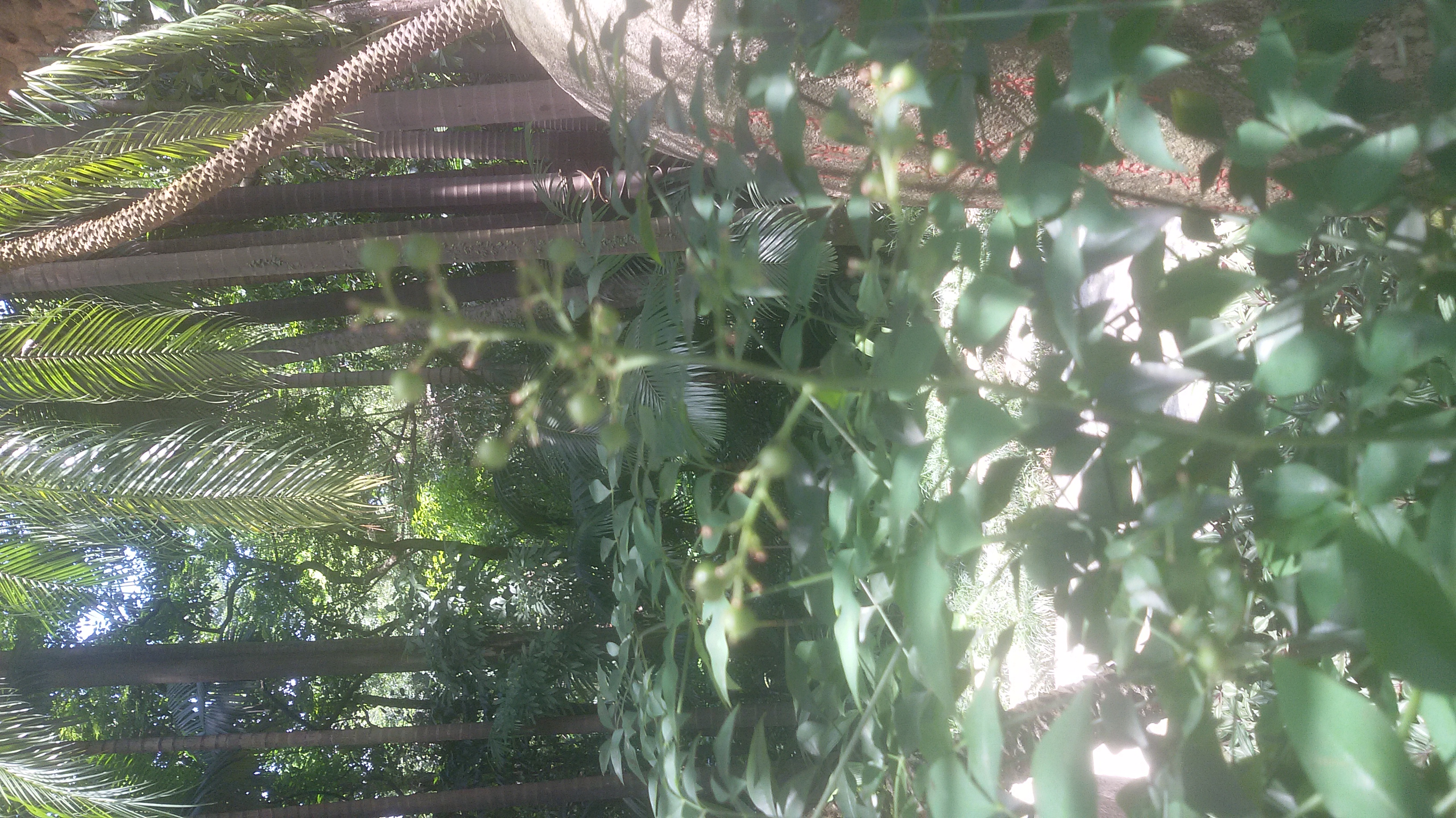 Nandina flower identification view