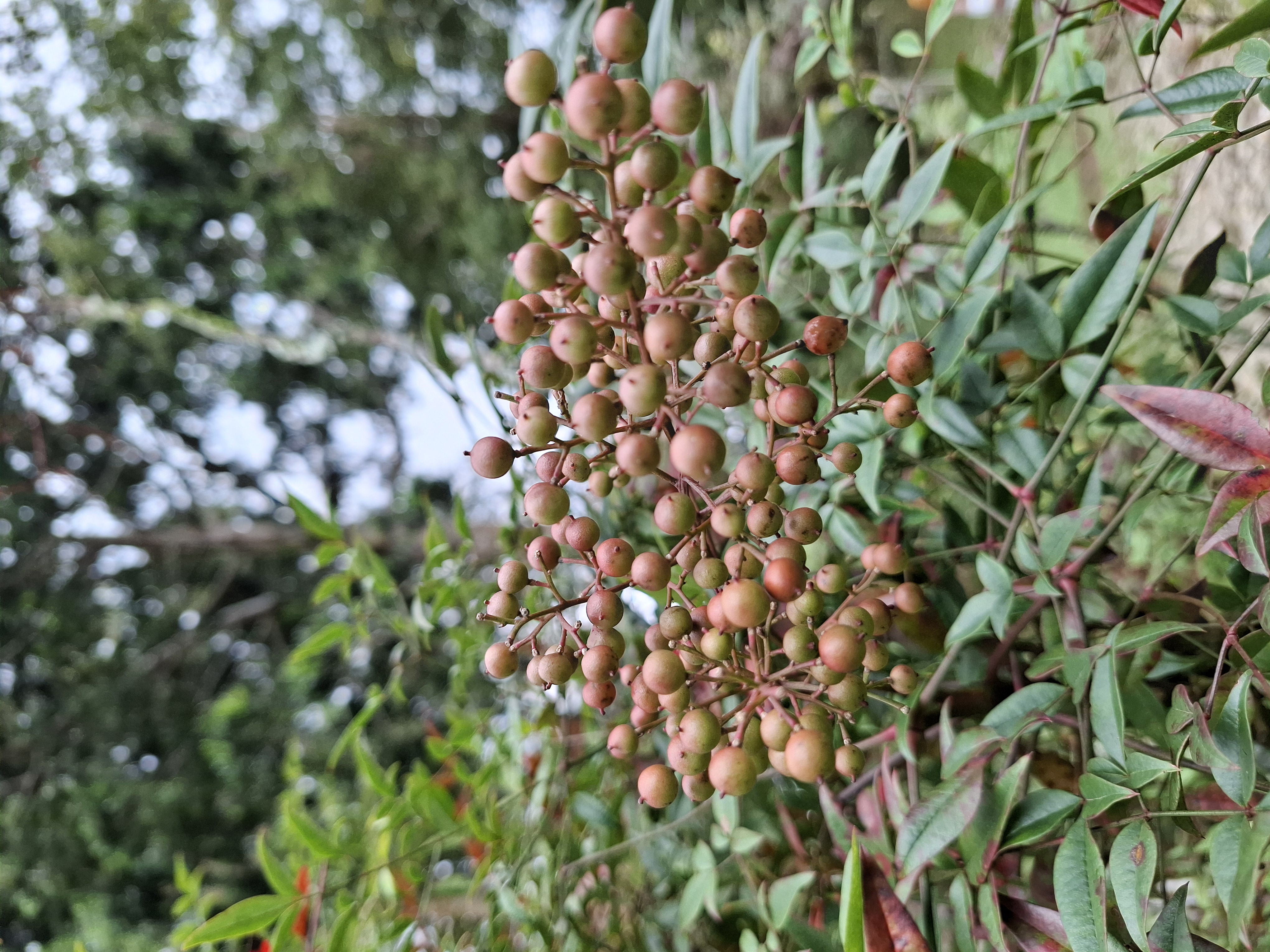 Nandina fruit identification view