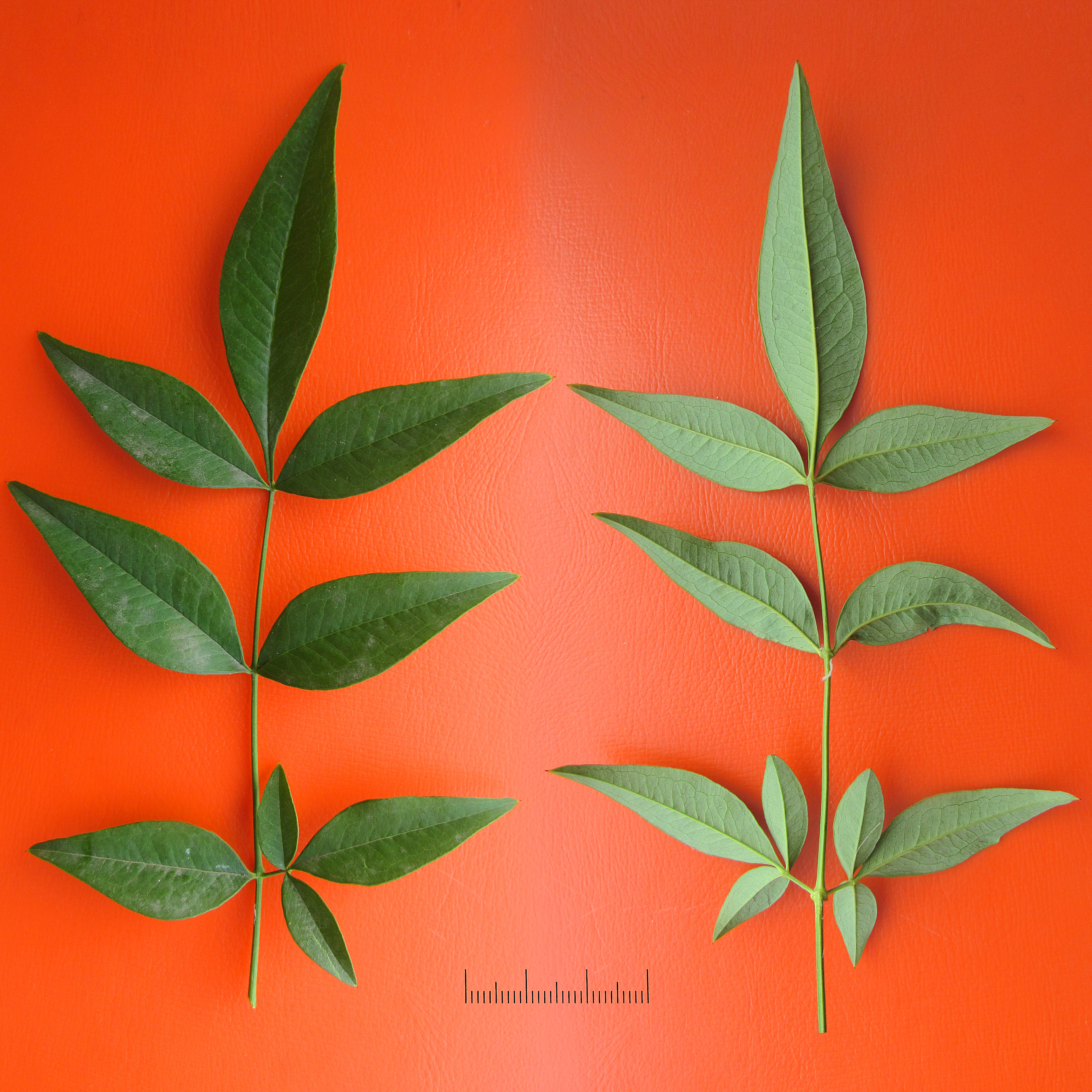 Nandina leaf identification view