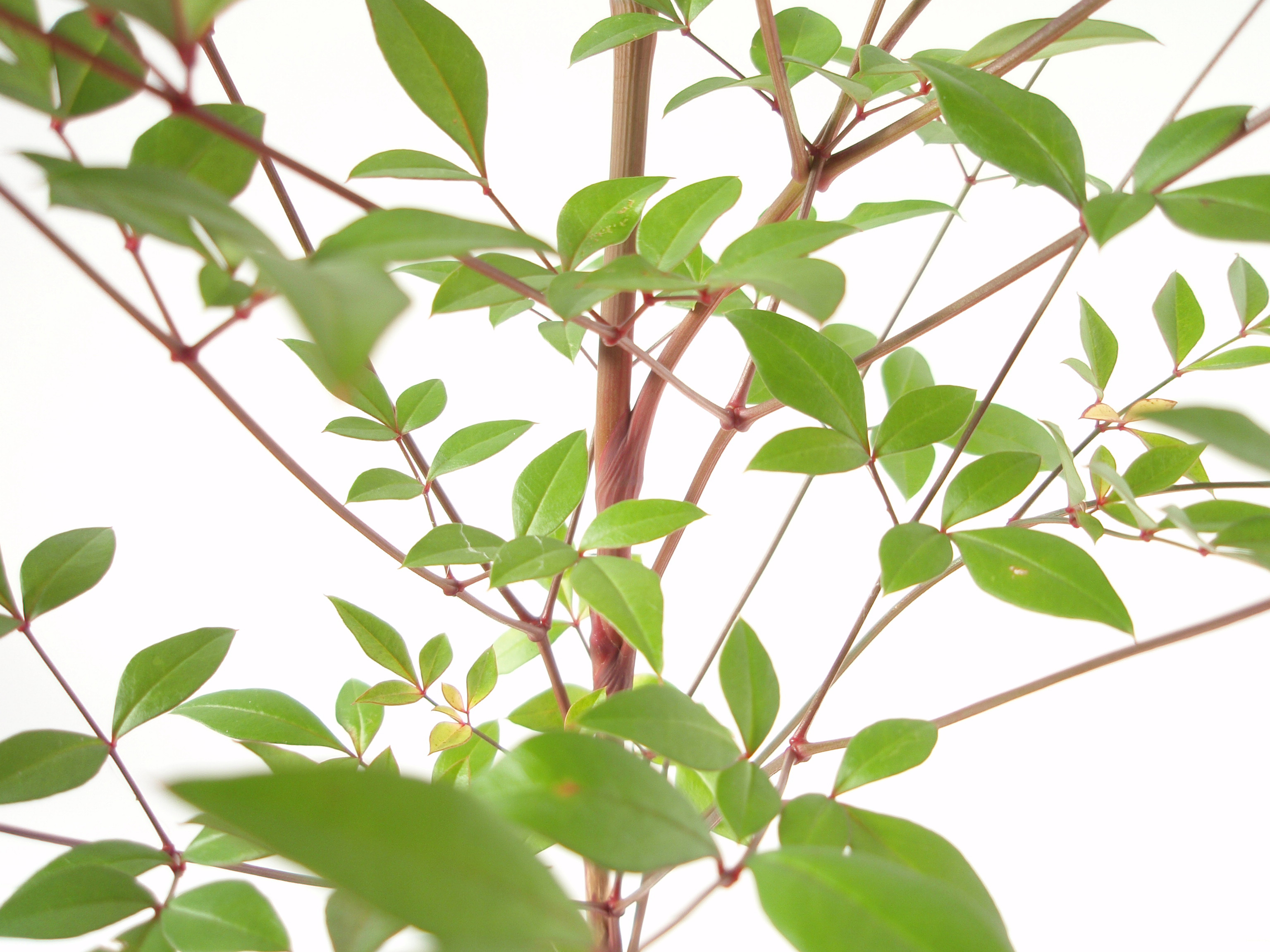 Nandina stem identification view