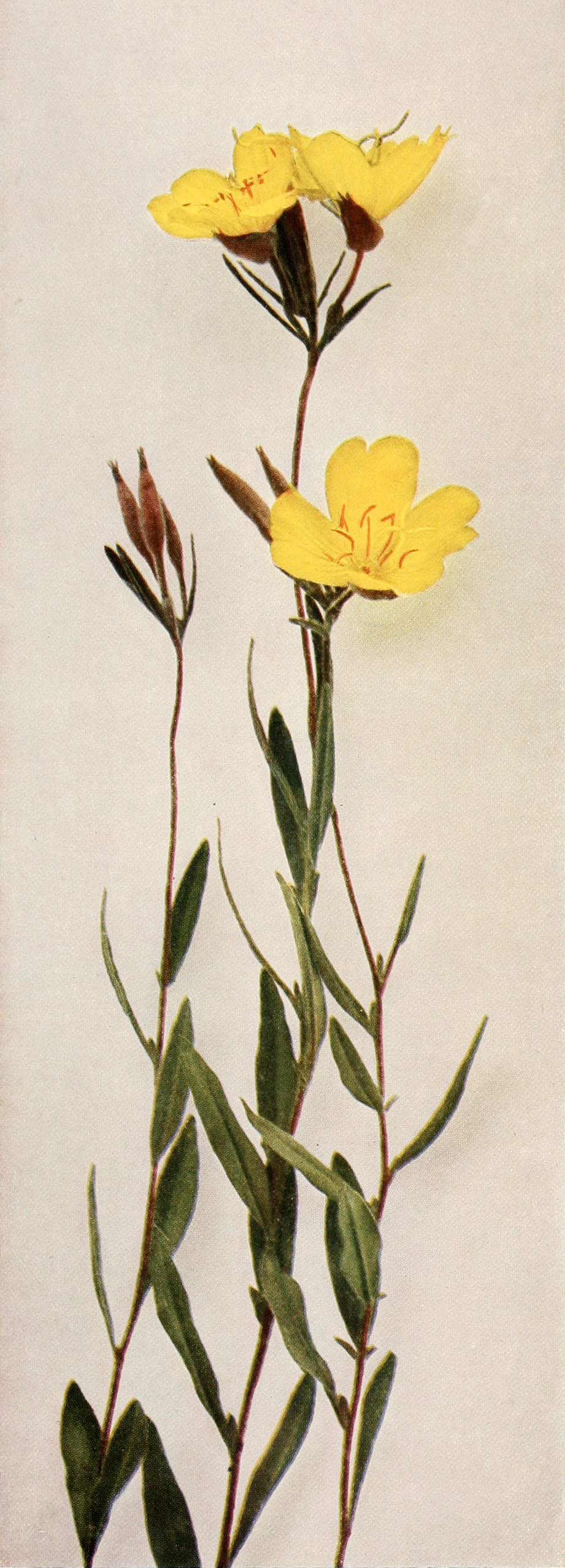 narrowleaf evening primrose flower identification view