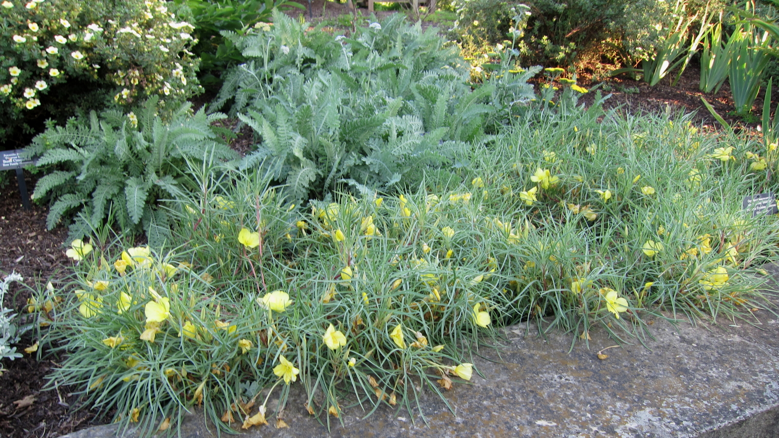 narrowleaf evening primrose fruit identification view