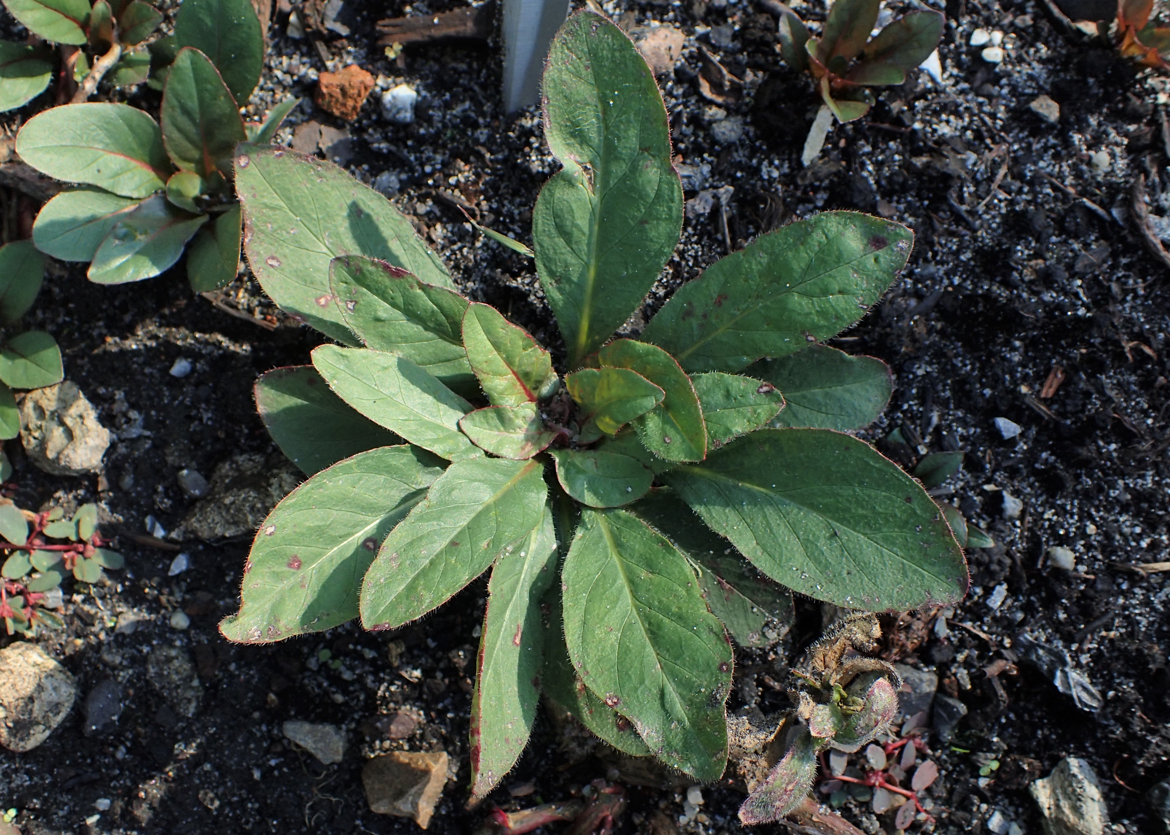 narrowleaf evening primrose plant identification view