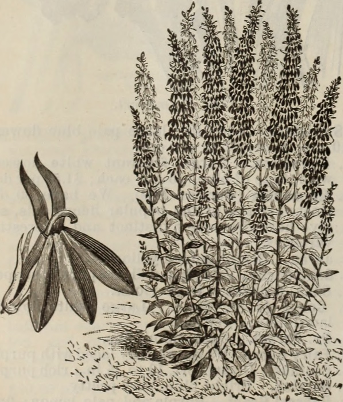 narrowleaf evening primrose stem identification view