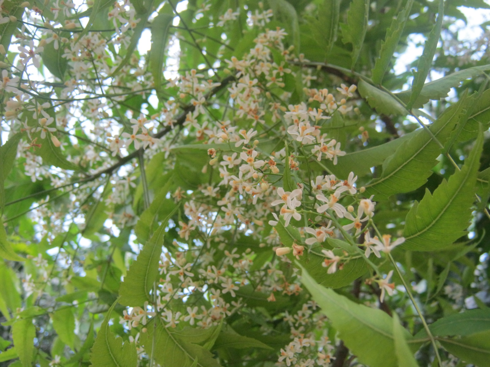 Neem flower identification view