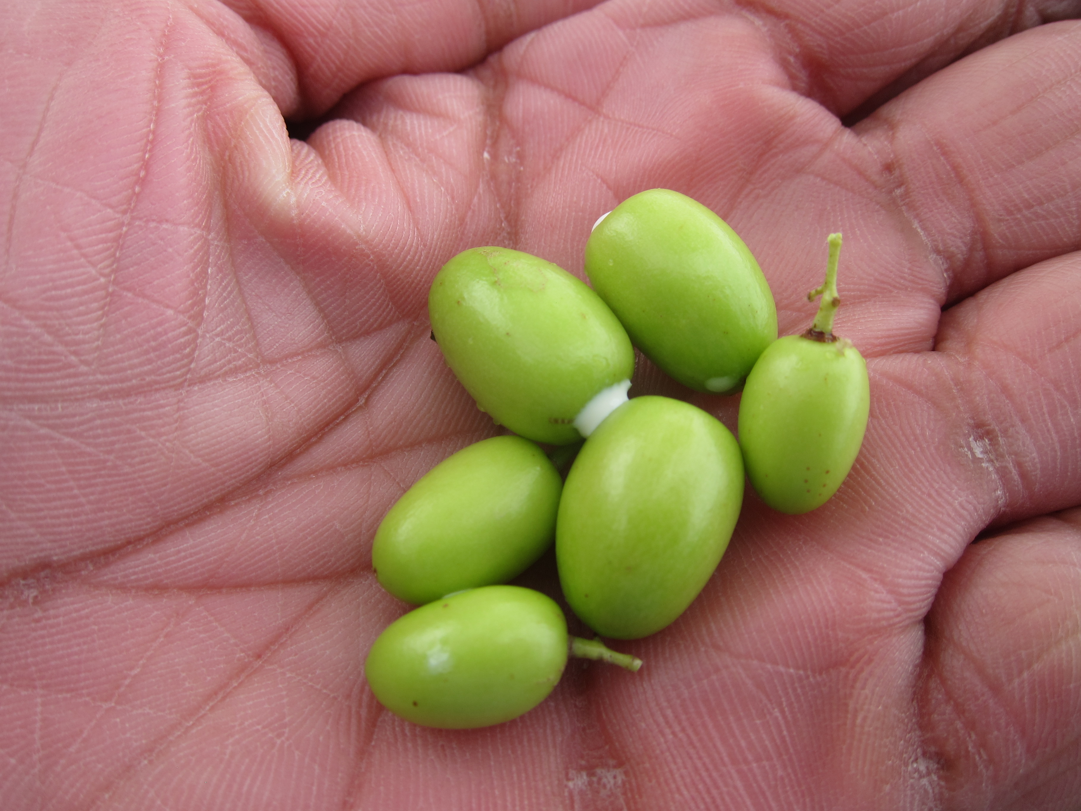 Neem fruit identification view