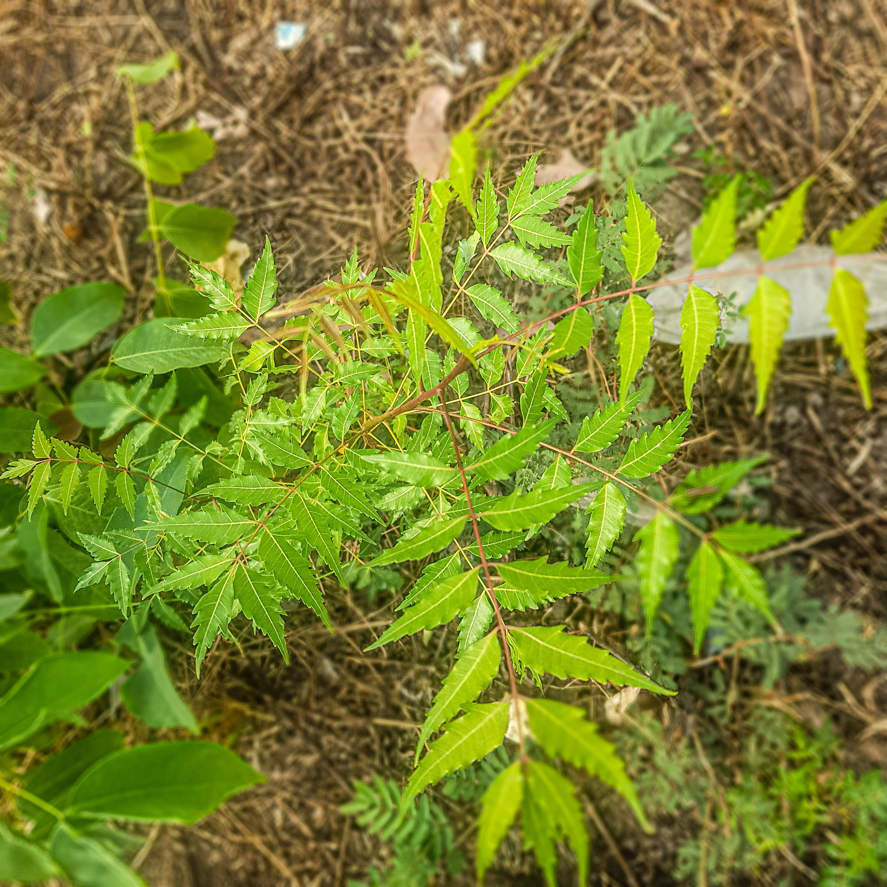 Neem leaf identification view
