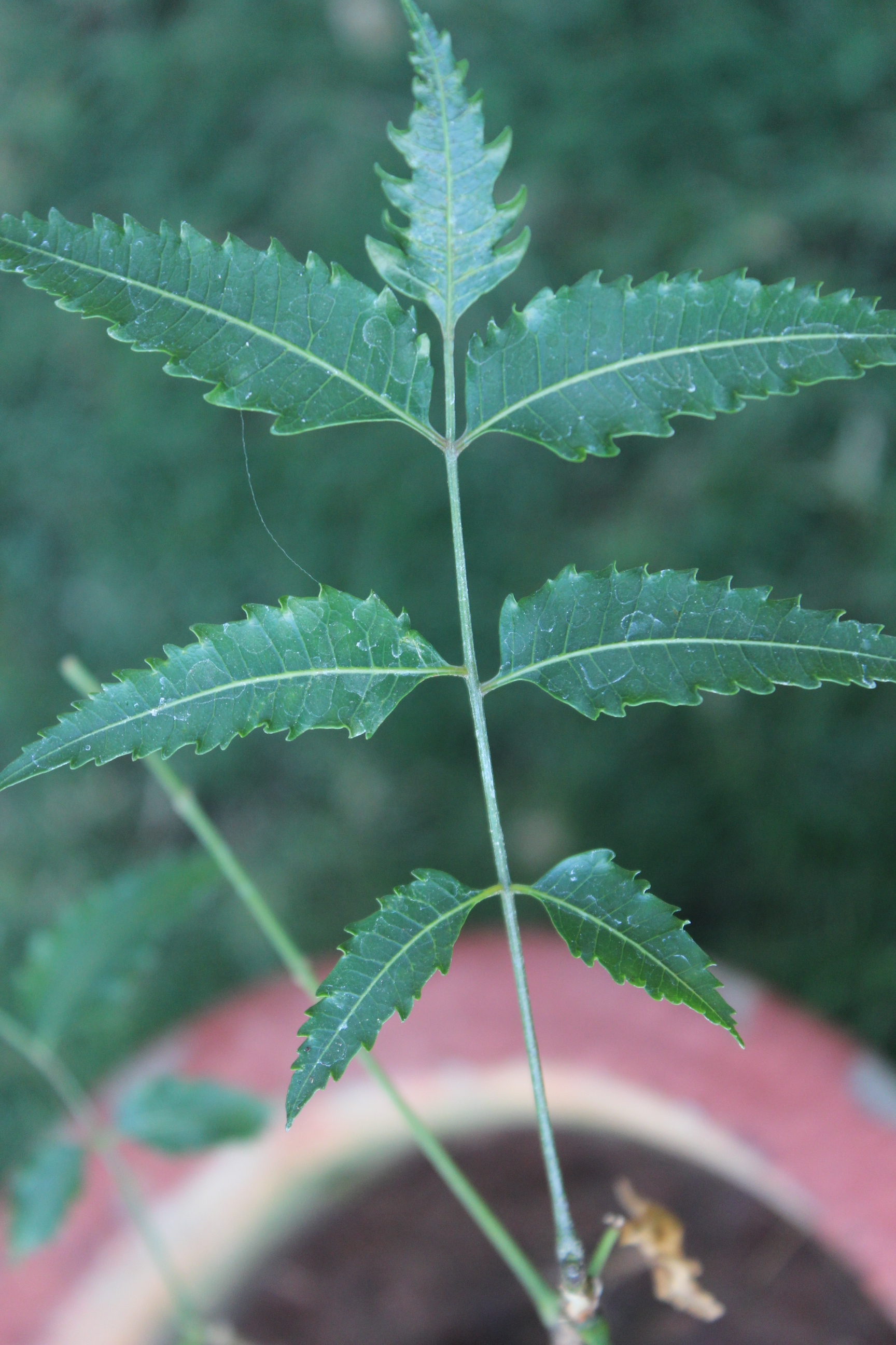 Neem stem identification view