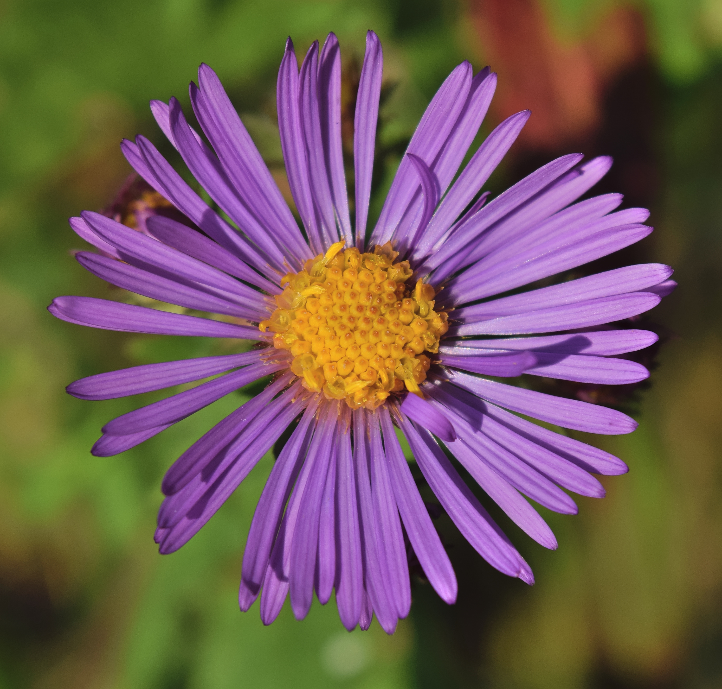 New England aster flower identification view