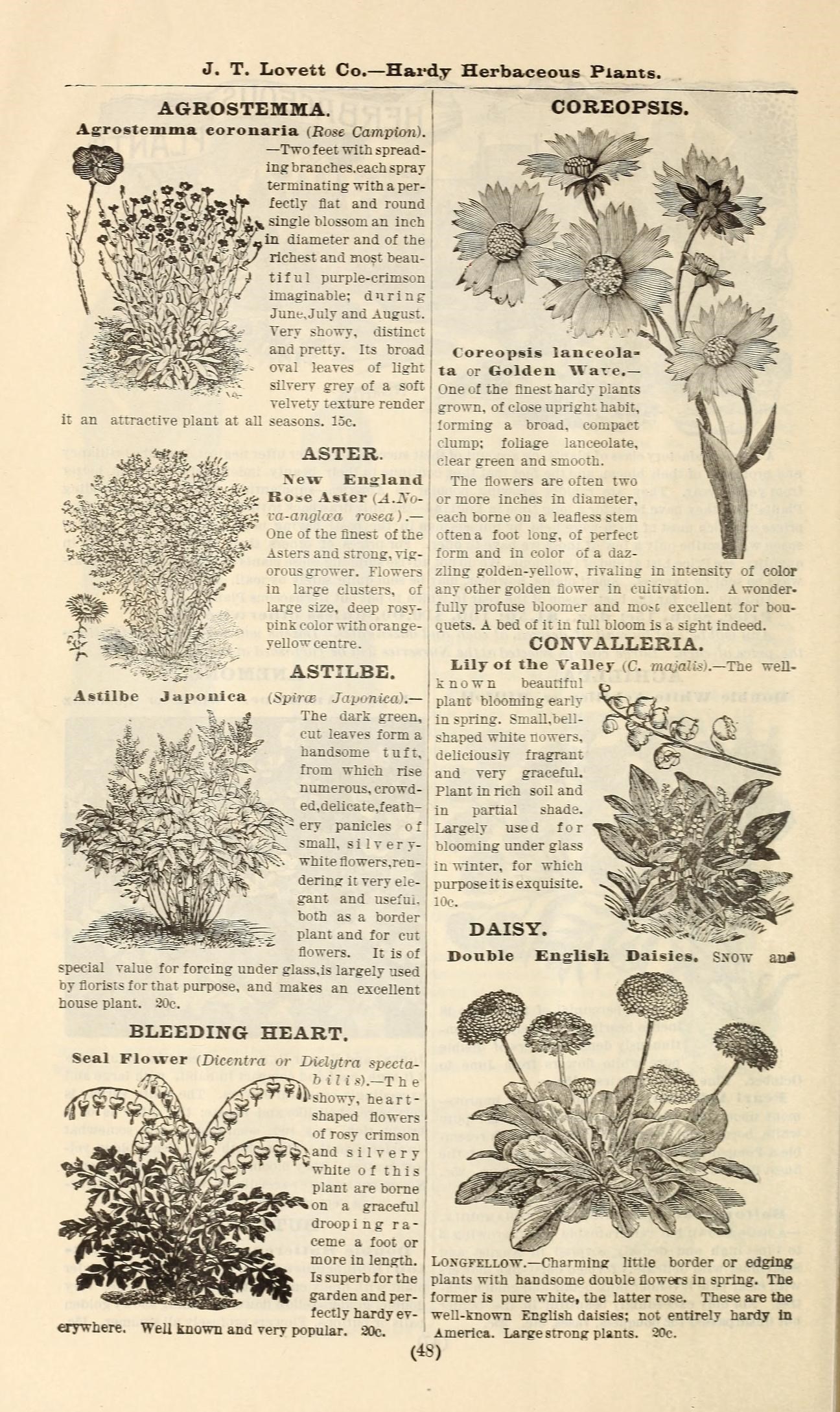 New England aster fruit identification view