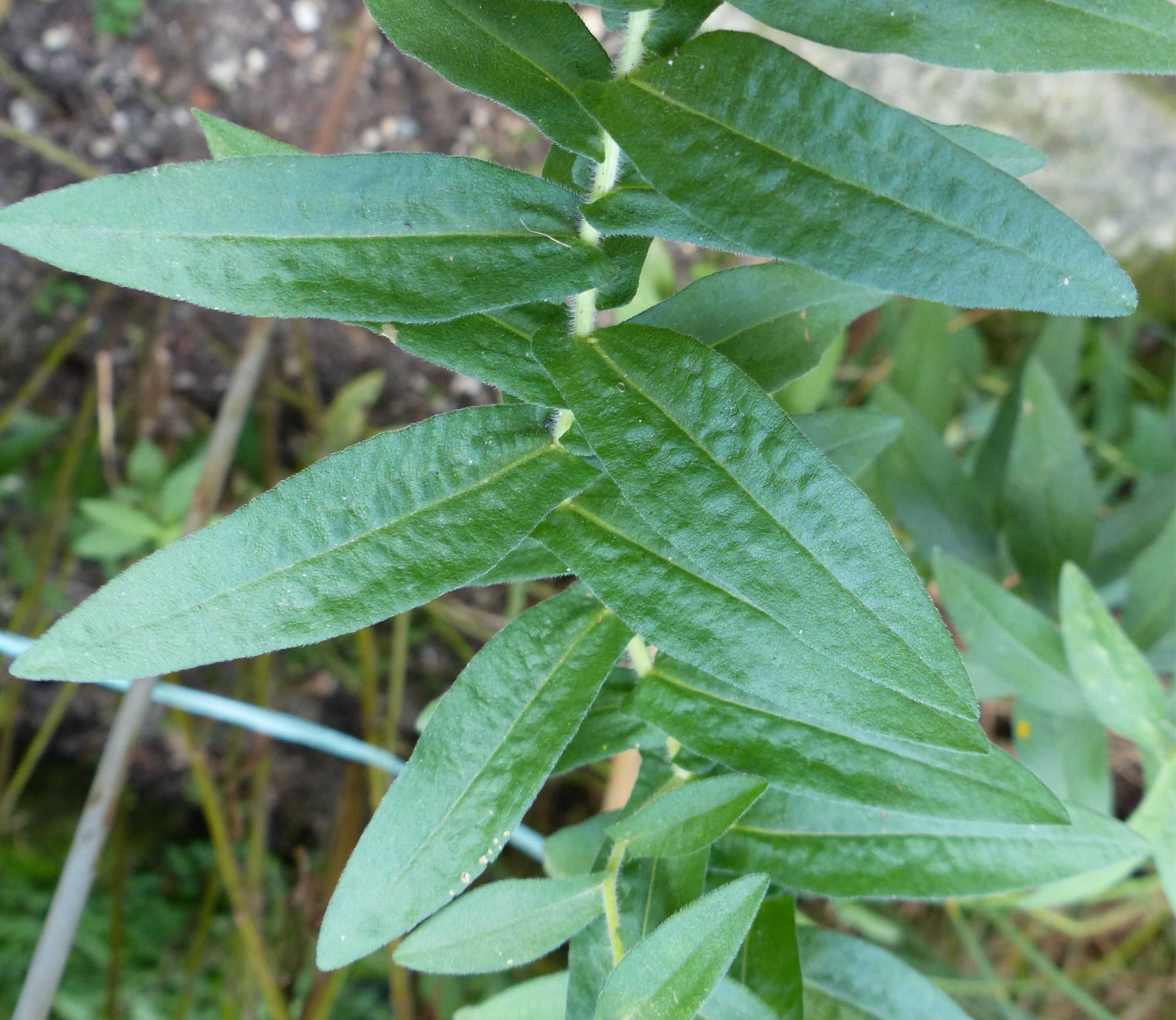 New England aster leaf identification view
