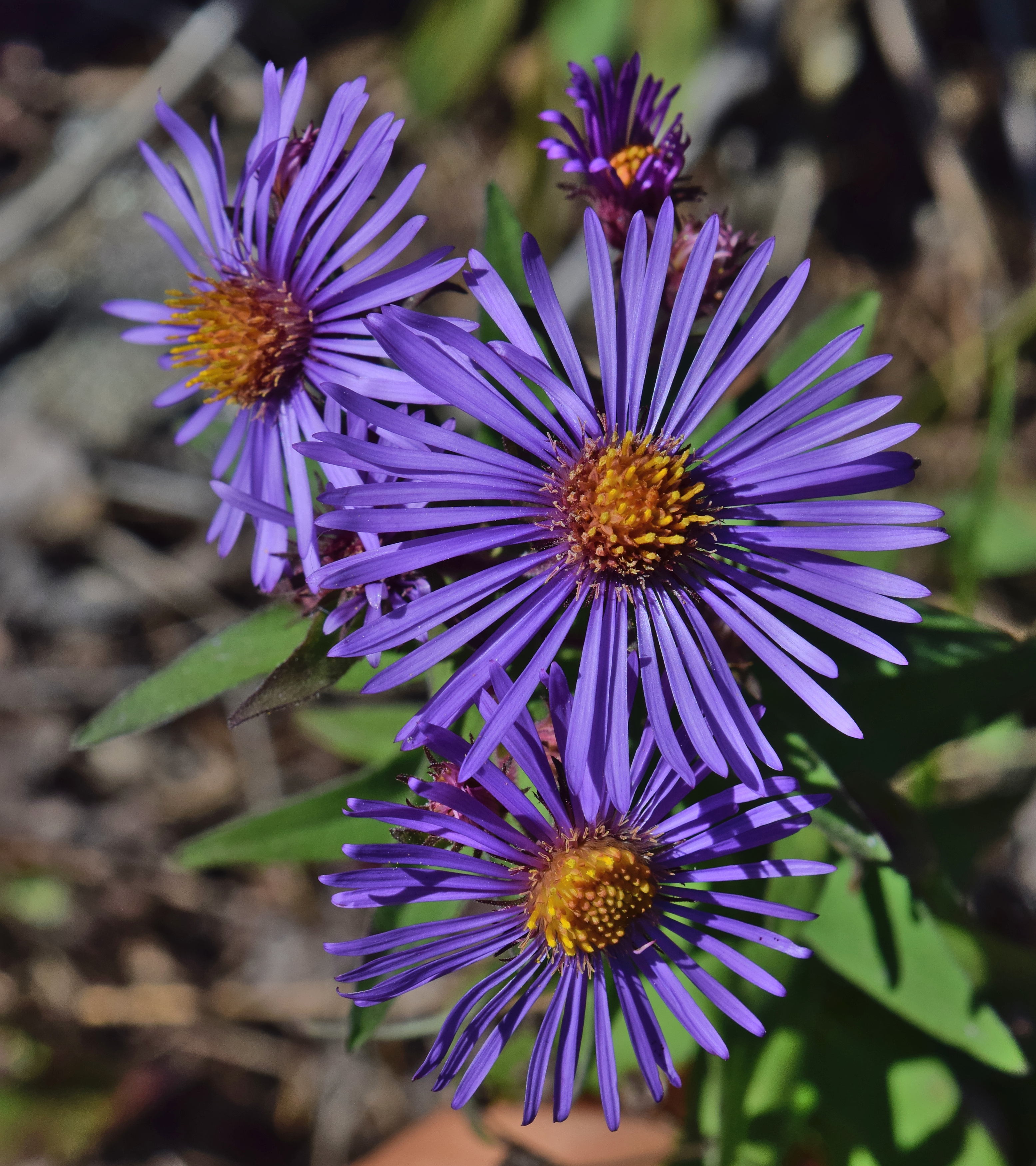 New England aster plant identification view