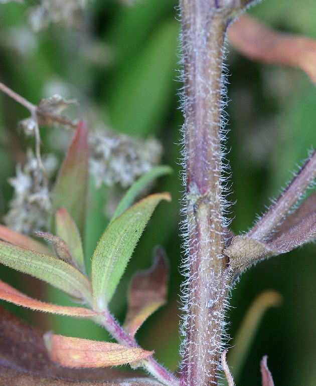 New England aster stem identification view