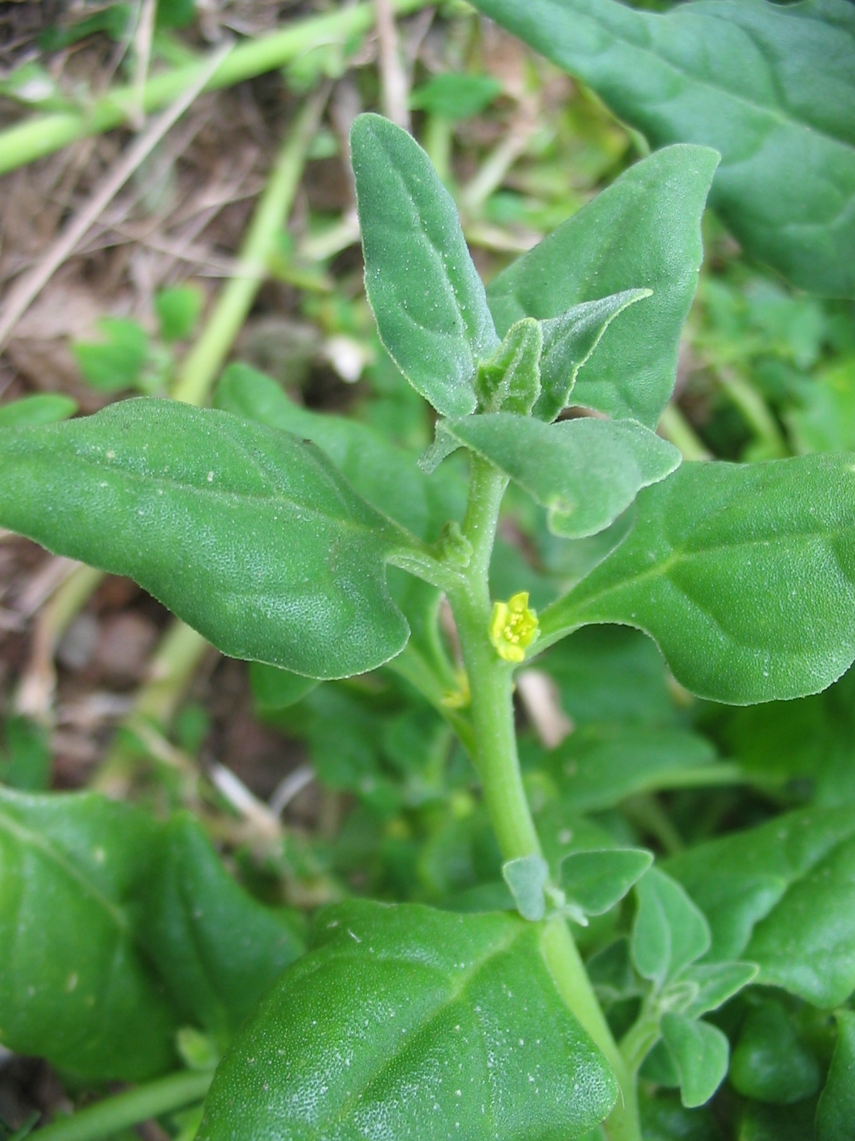 New Zealand Spinach flower identification view