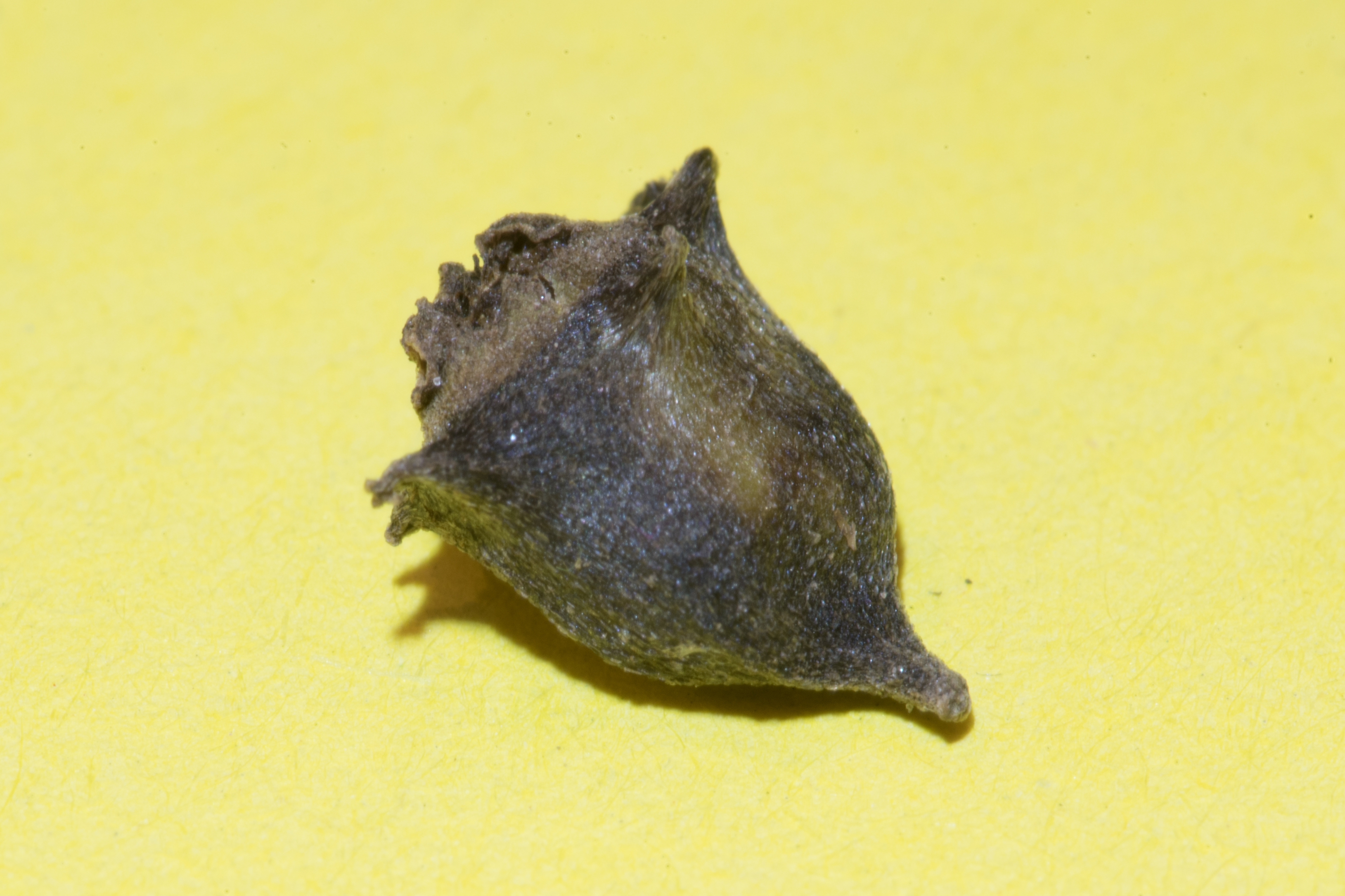 New Zealand Spinach fruit identification view