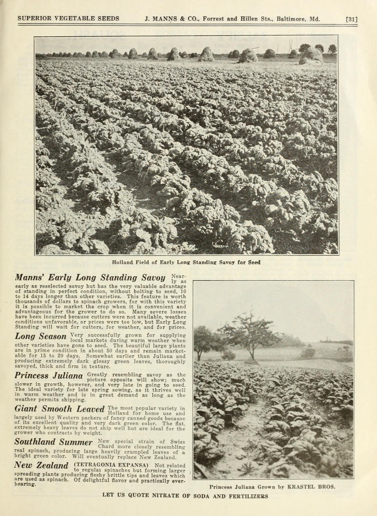 New Zealand Spinach leaf identification view
