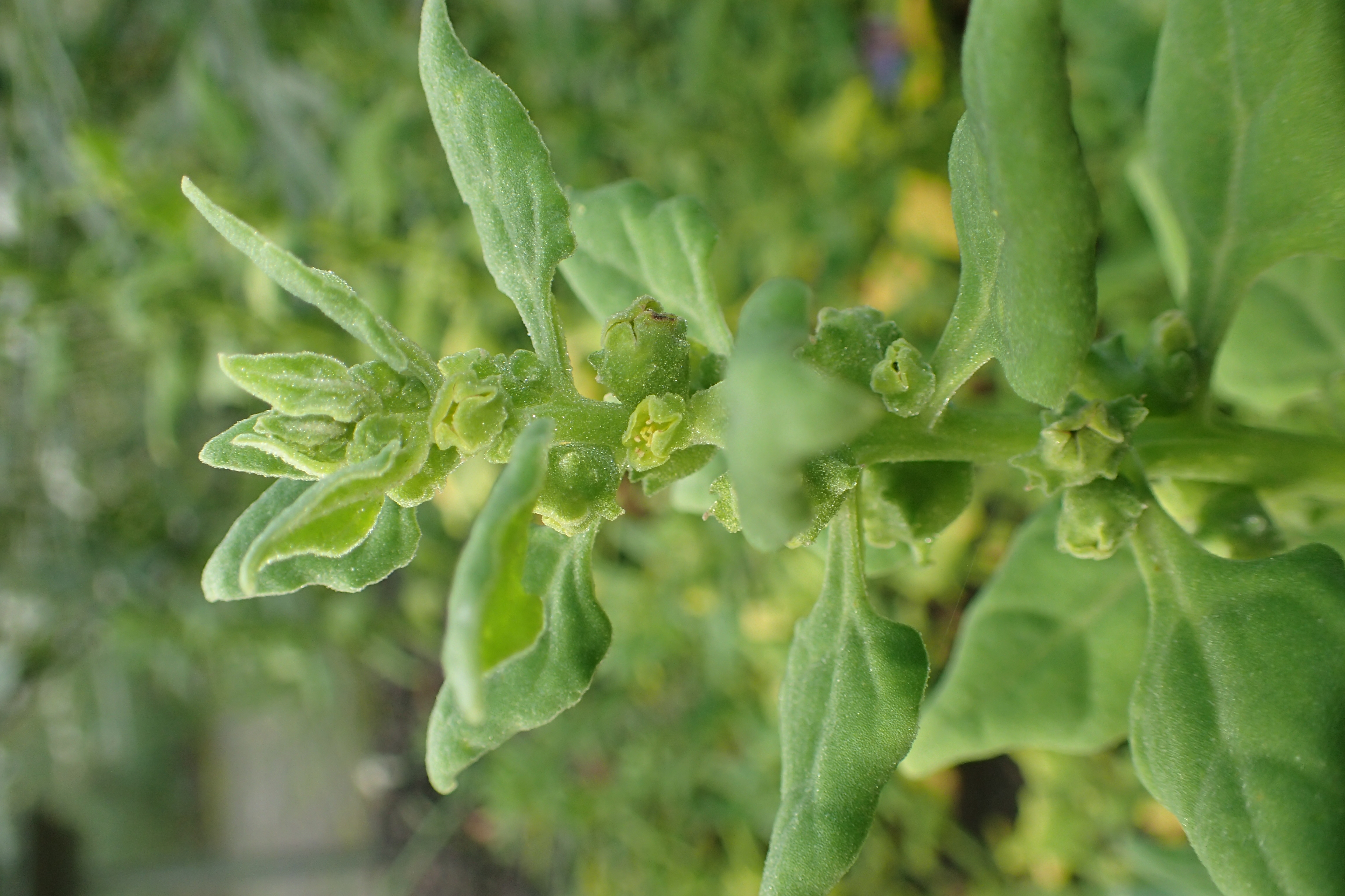 New Zealand Spinach plant identification view
