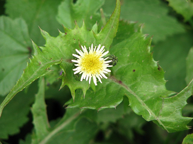 New Zealand Spinach stem identification view