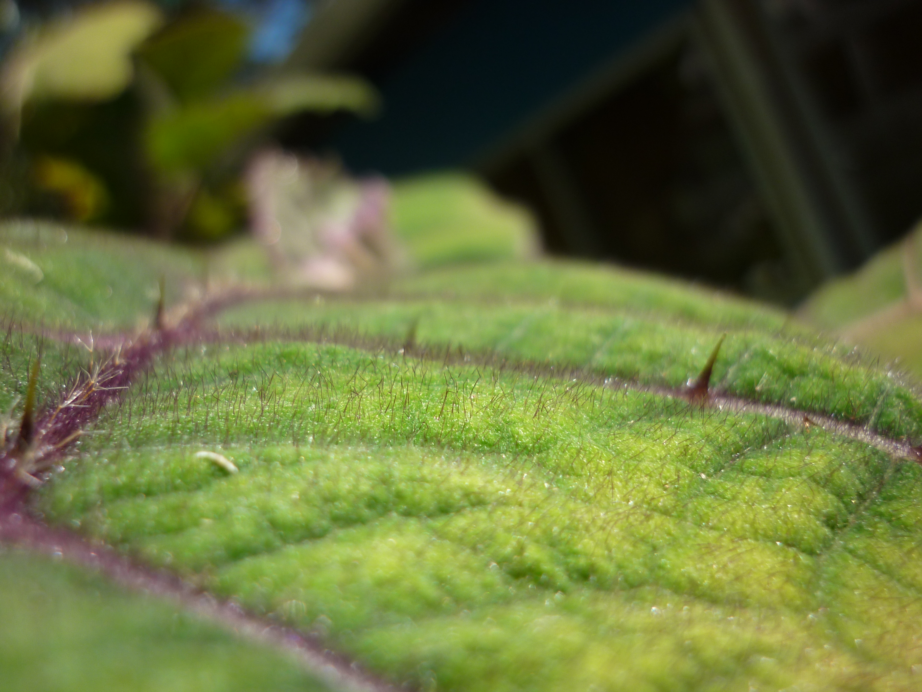 Nicotine leaf identification view