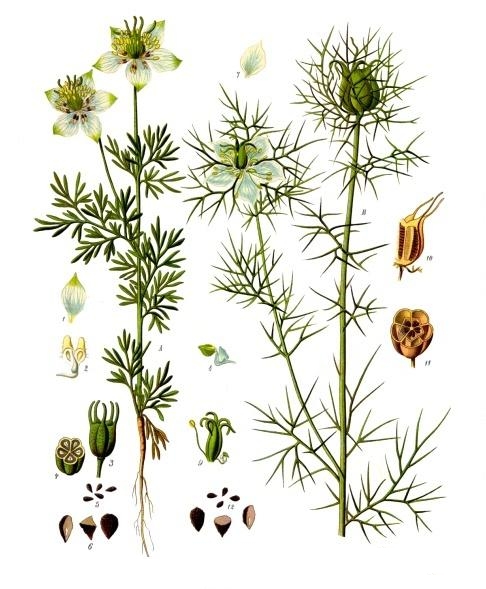 Nigella, black-caraway, black-cumin, and kalonji flower identification view