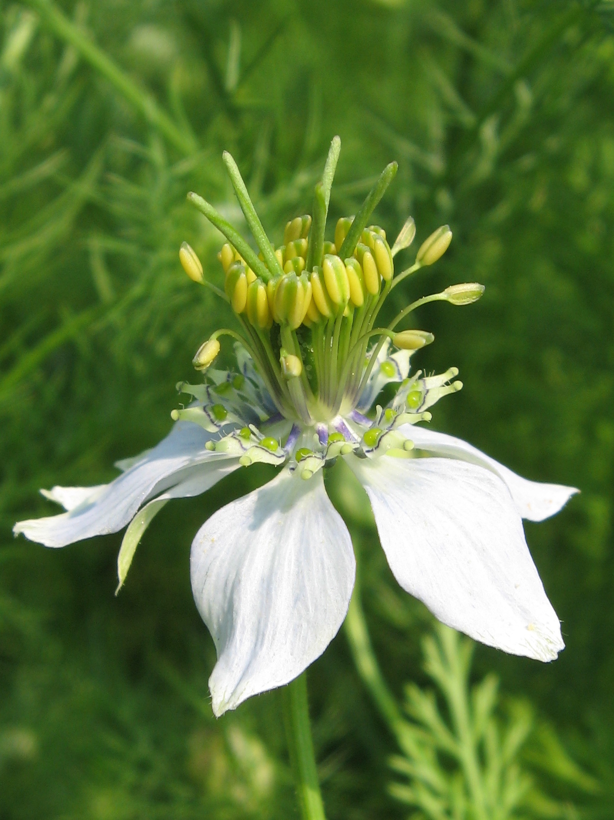 Nigella, black-caraway, black-cumin, and kalonji leaf identification view