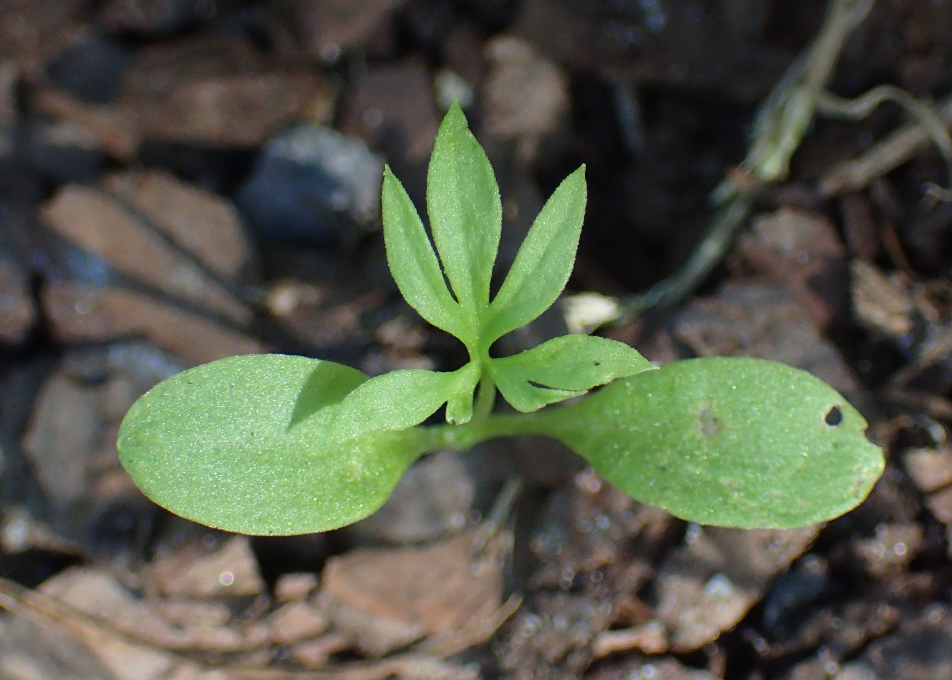 Nigella, black-caraway, black-cumin, and kalonji stem identification view