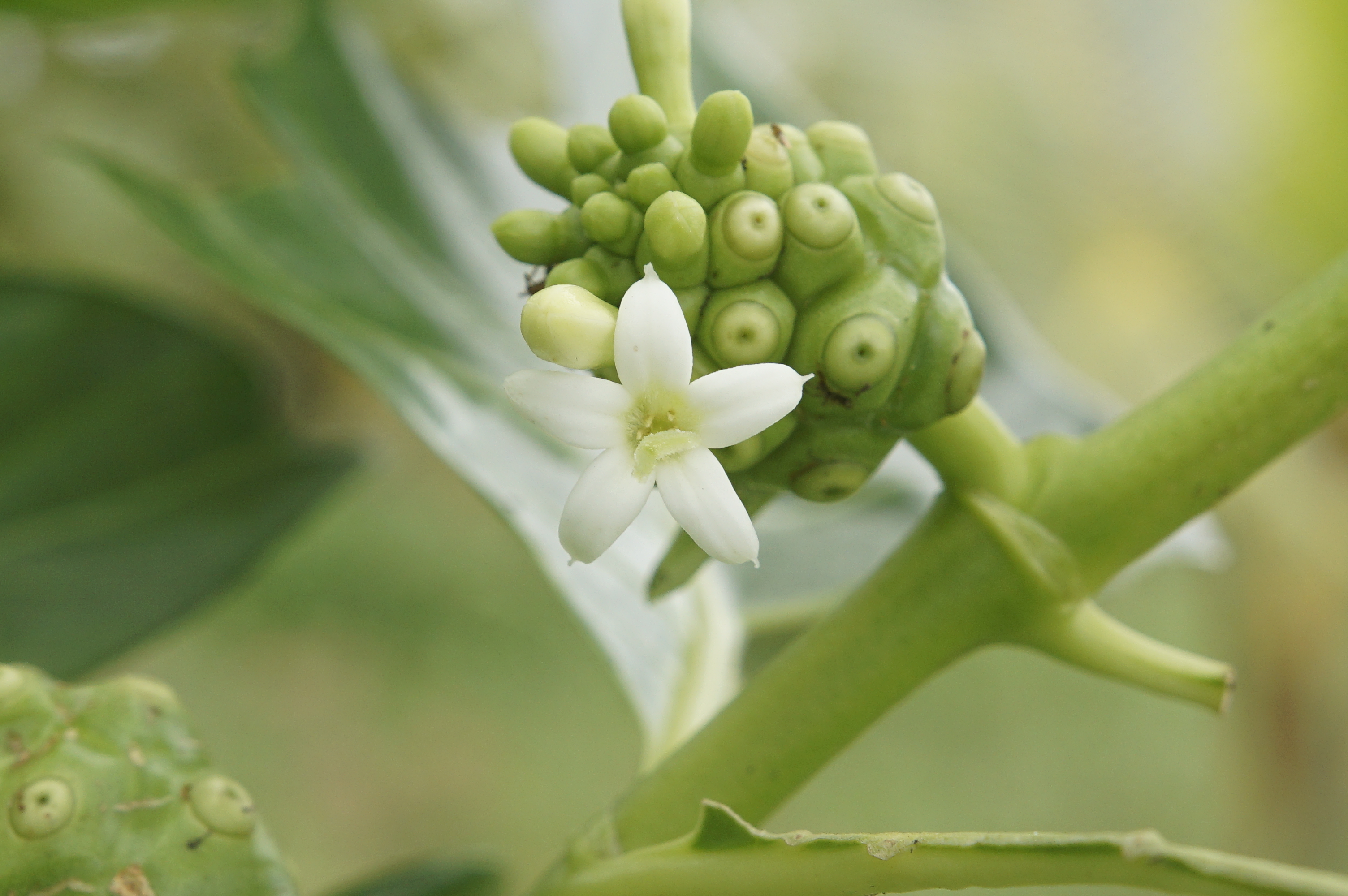 Noni flower identification view