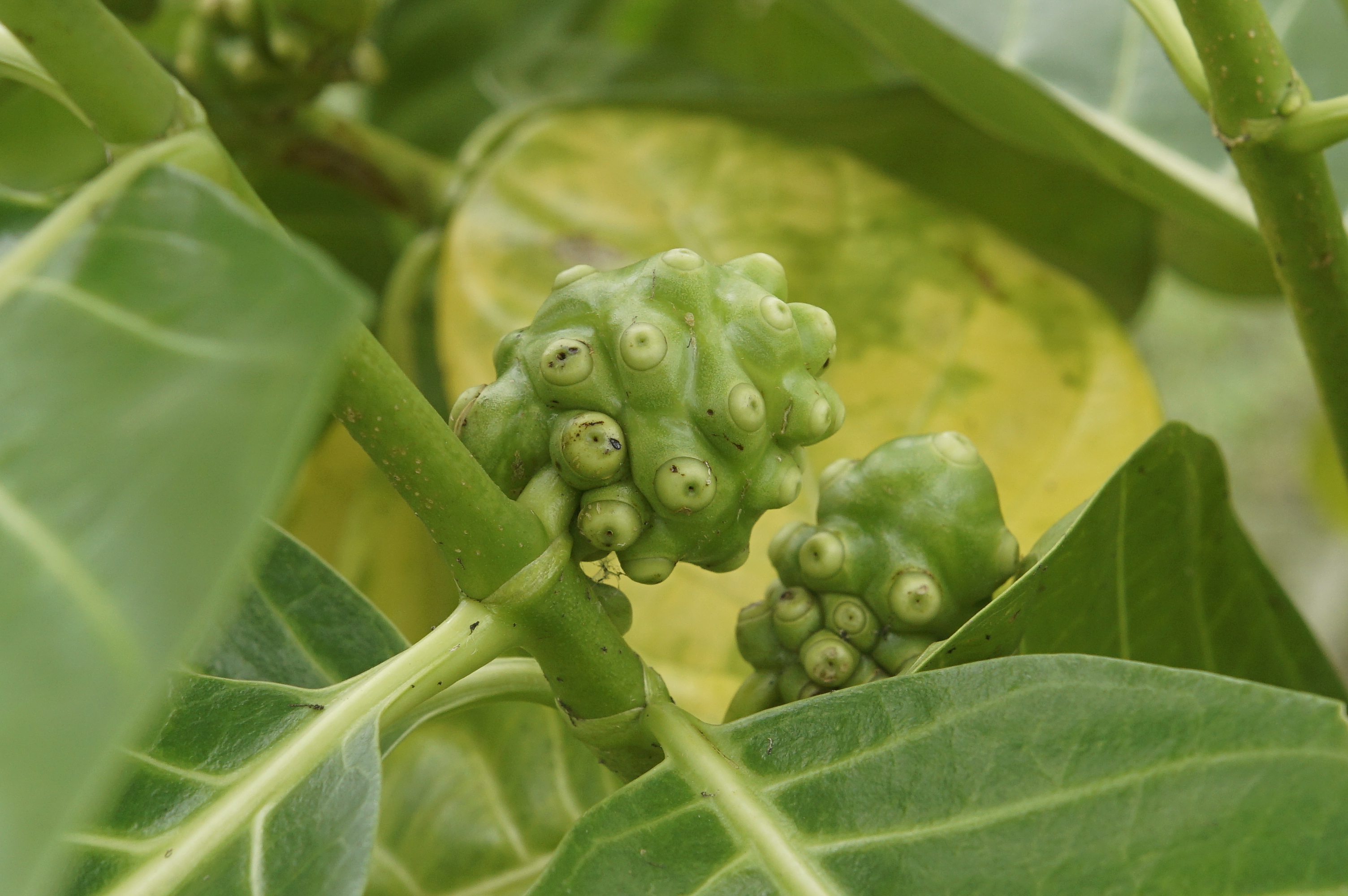 Noni fruit identification view