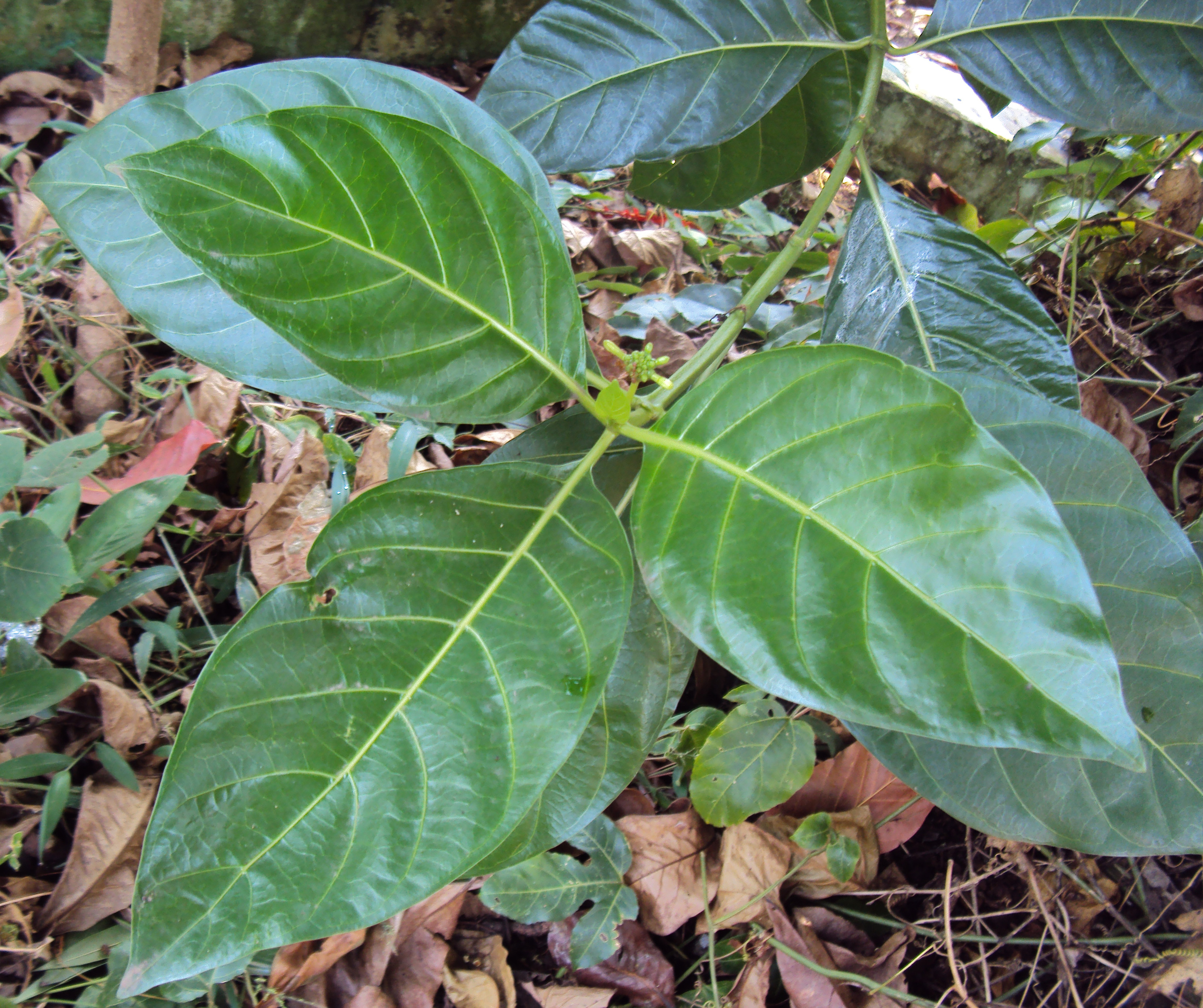 Noni leaf identification view