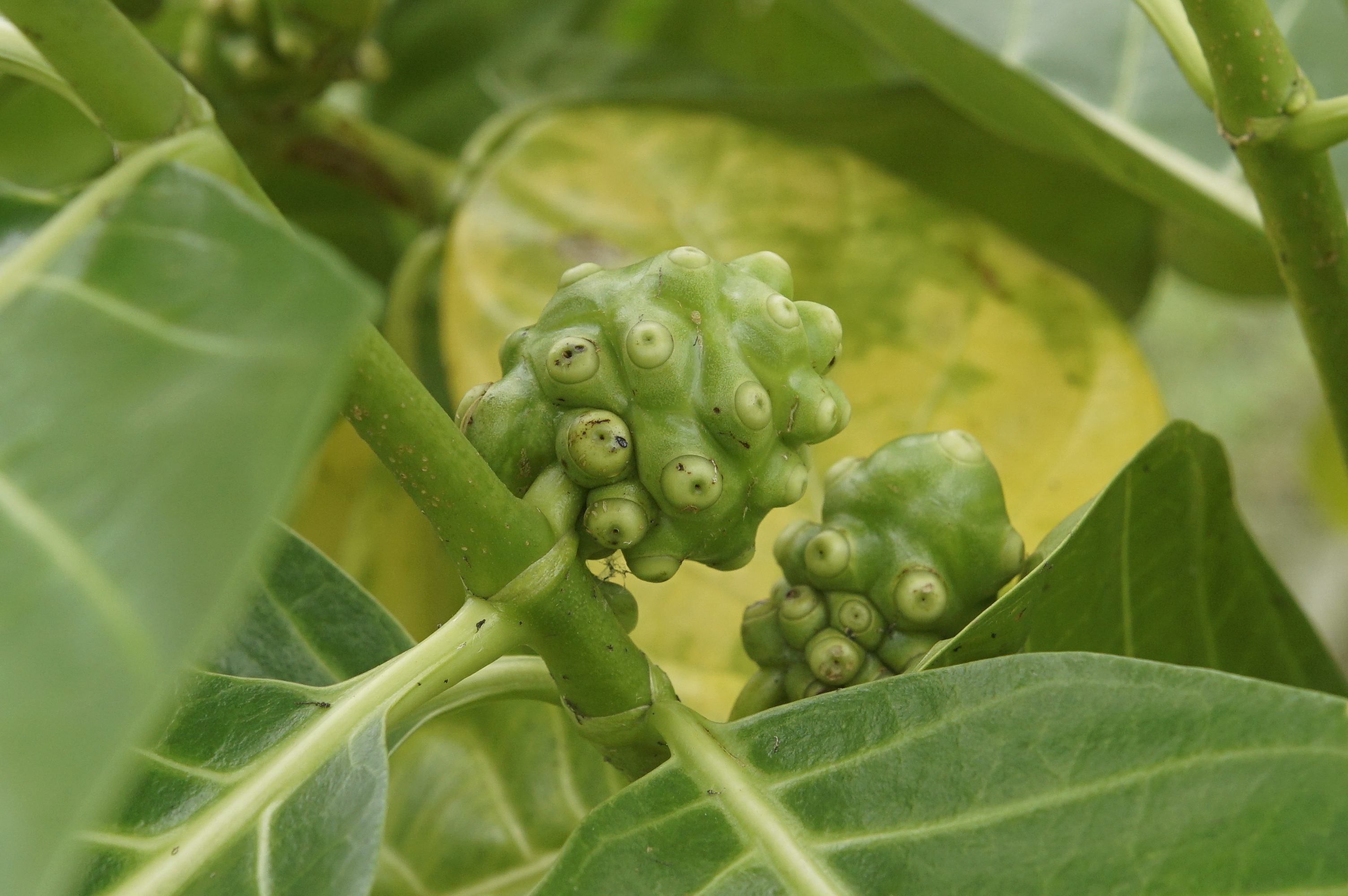 Noni plant identification view