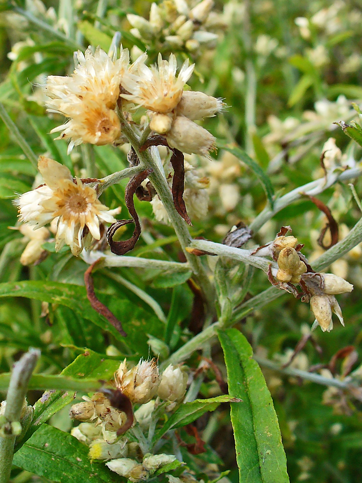 old field balsam flower identification view