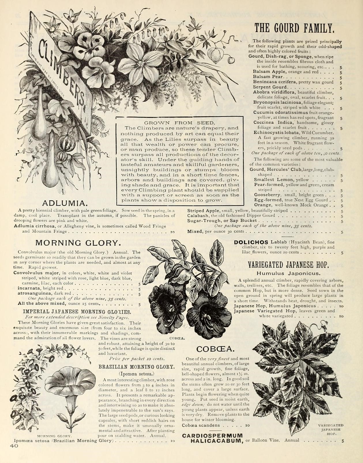 old field balsam leaf identification view