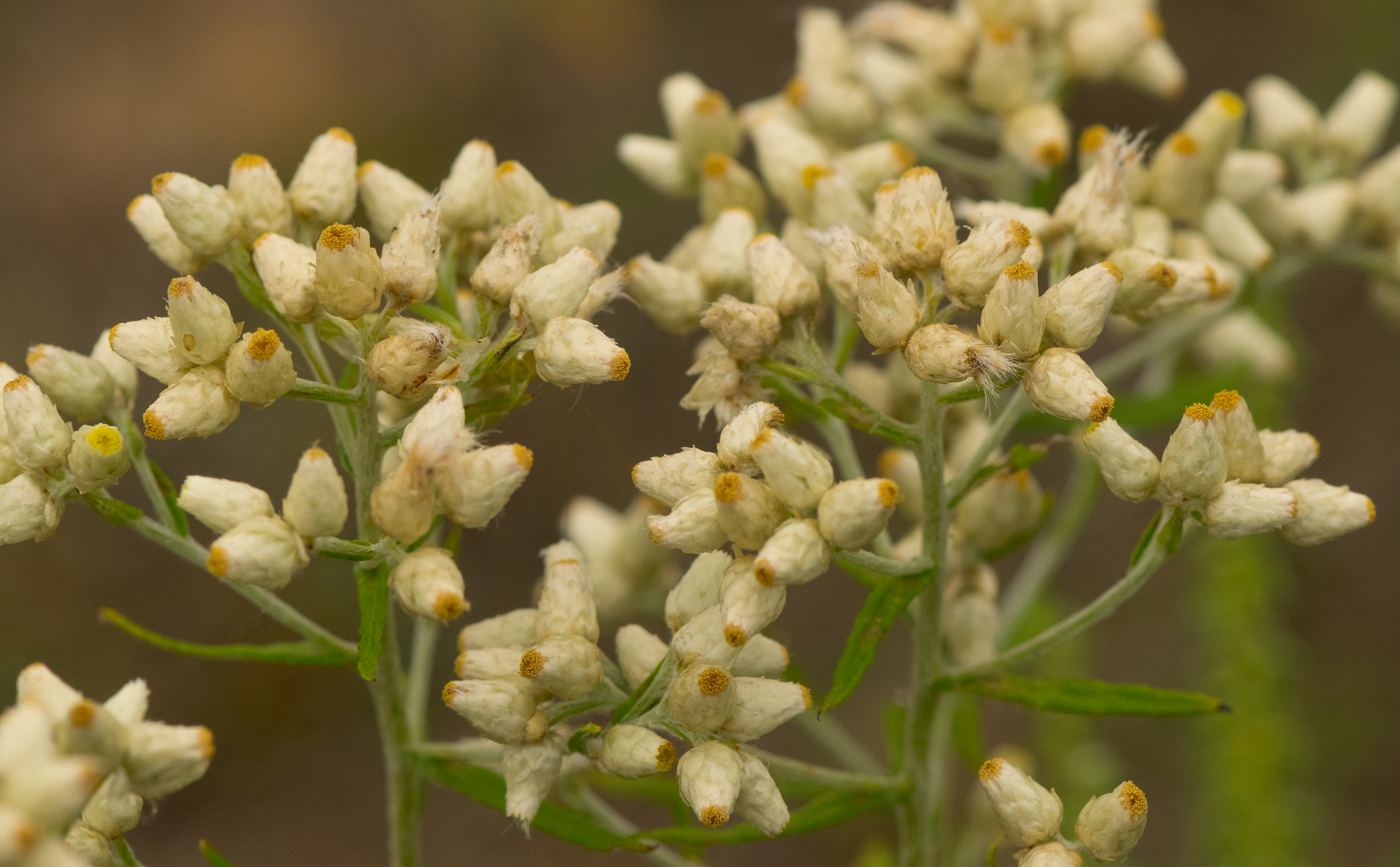 old field balsam plant identification view